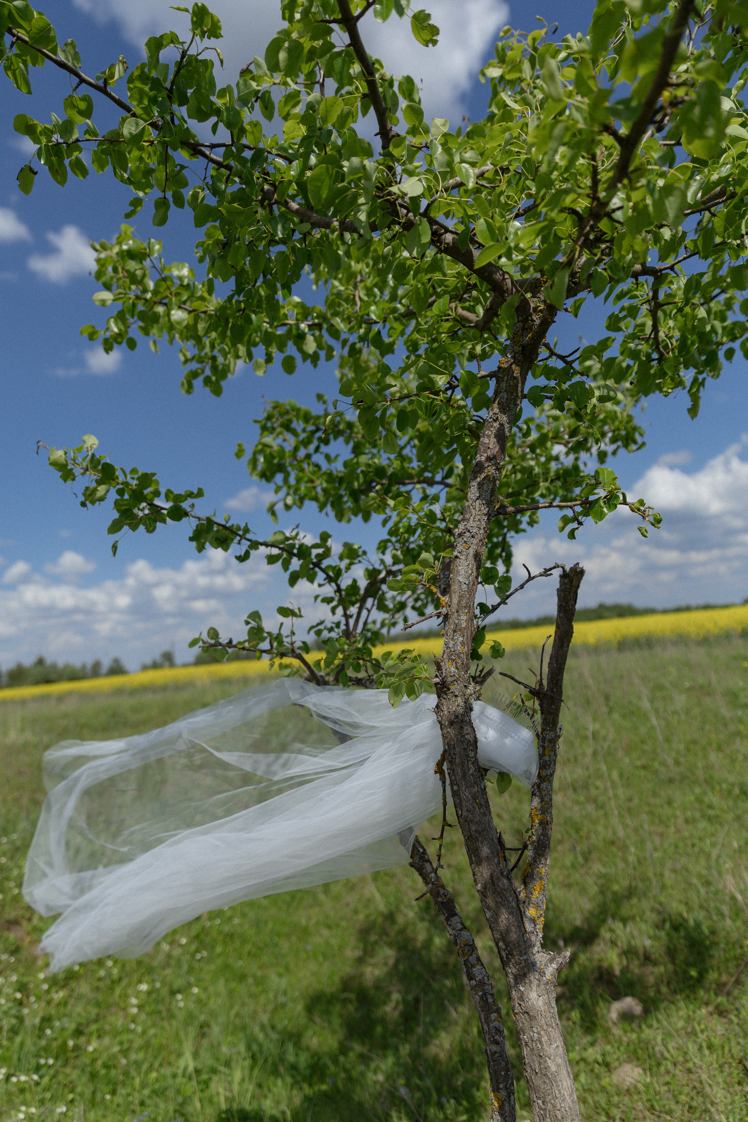 Саша & Даша. Свадебный фотограф Колесников Антон