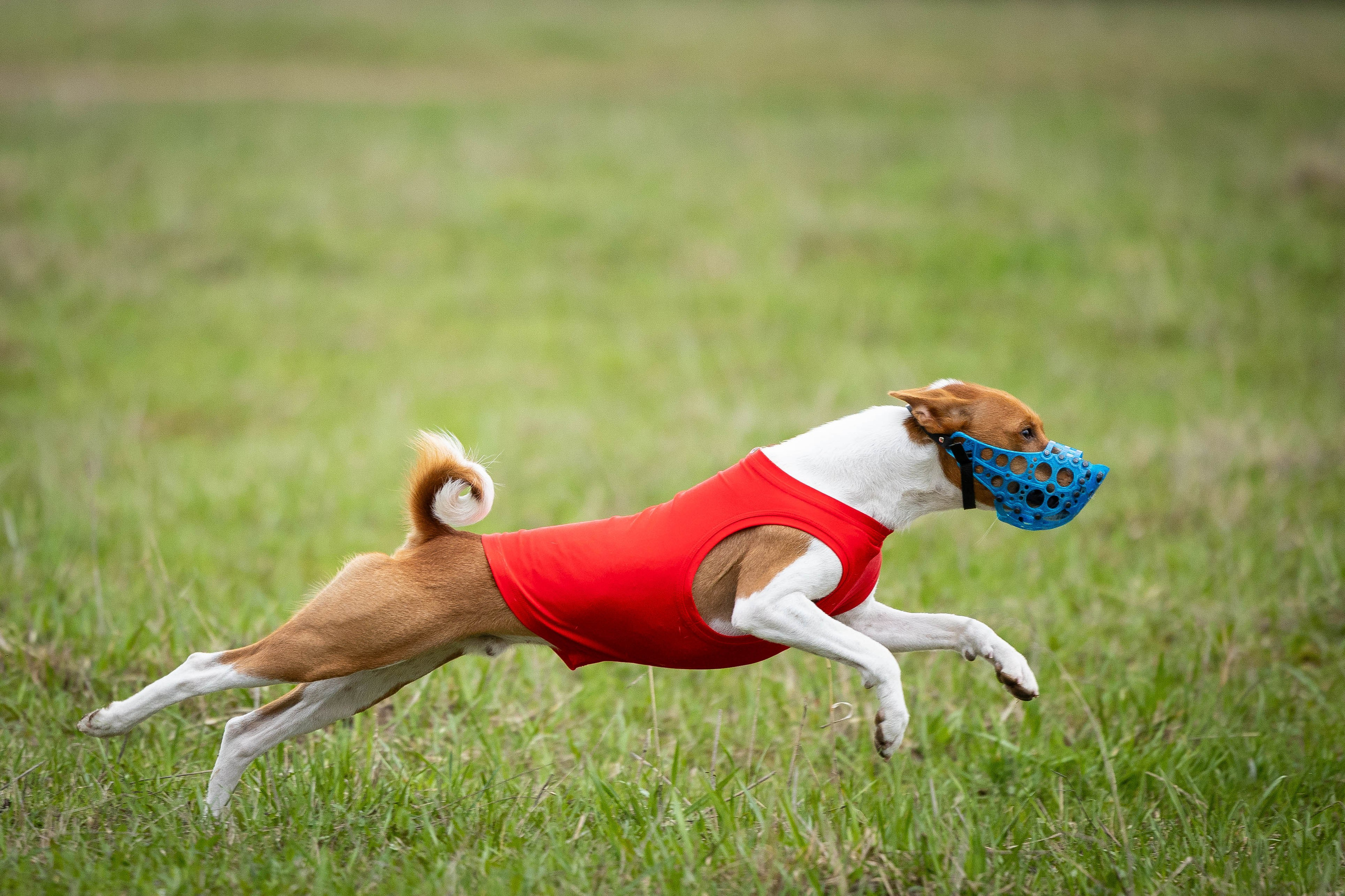 Курсинг. Фотограф Анималист в Перми Анастасия Остерман