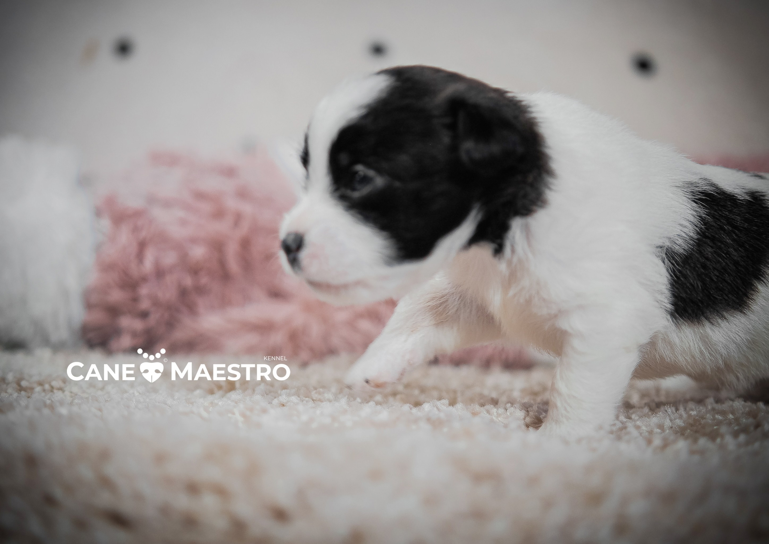 Бело-черная красавица джек-рассел-терьер. КАНЕ МАЭСТРО — питомник Джек рассел терьеров