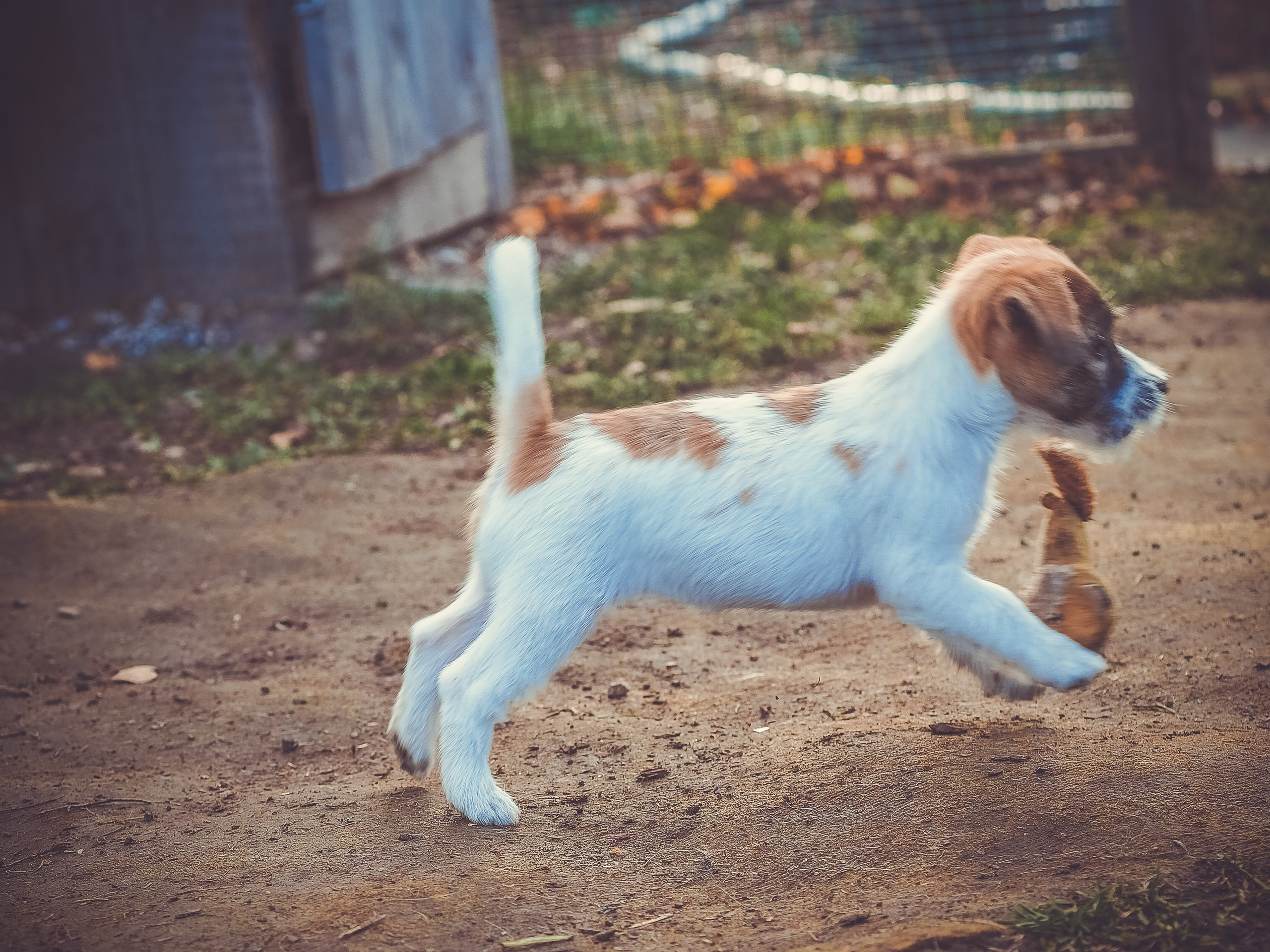 X_female_2_b-t. CANE MAESTRO — kennel Jack Russell Terrier