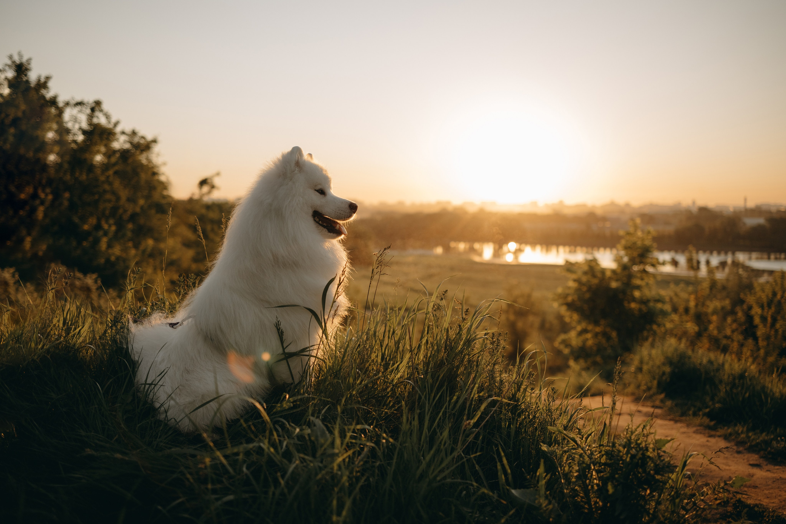 Танго и его семья. Фотограф — Анималист | Санкт-Петербург
