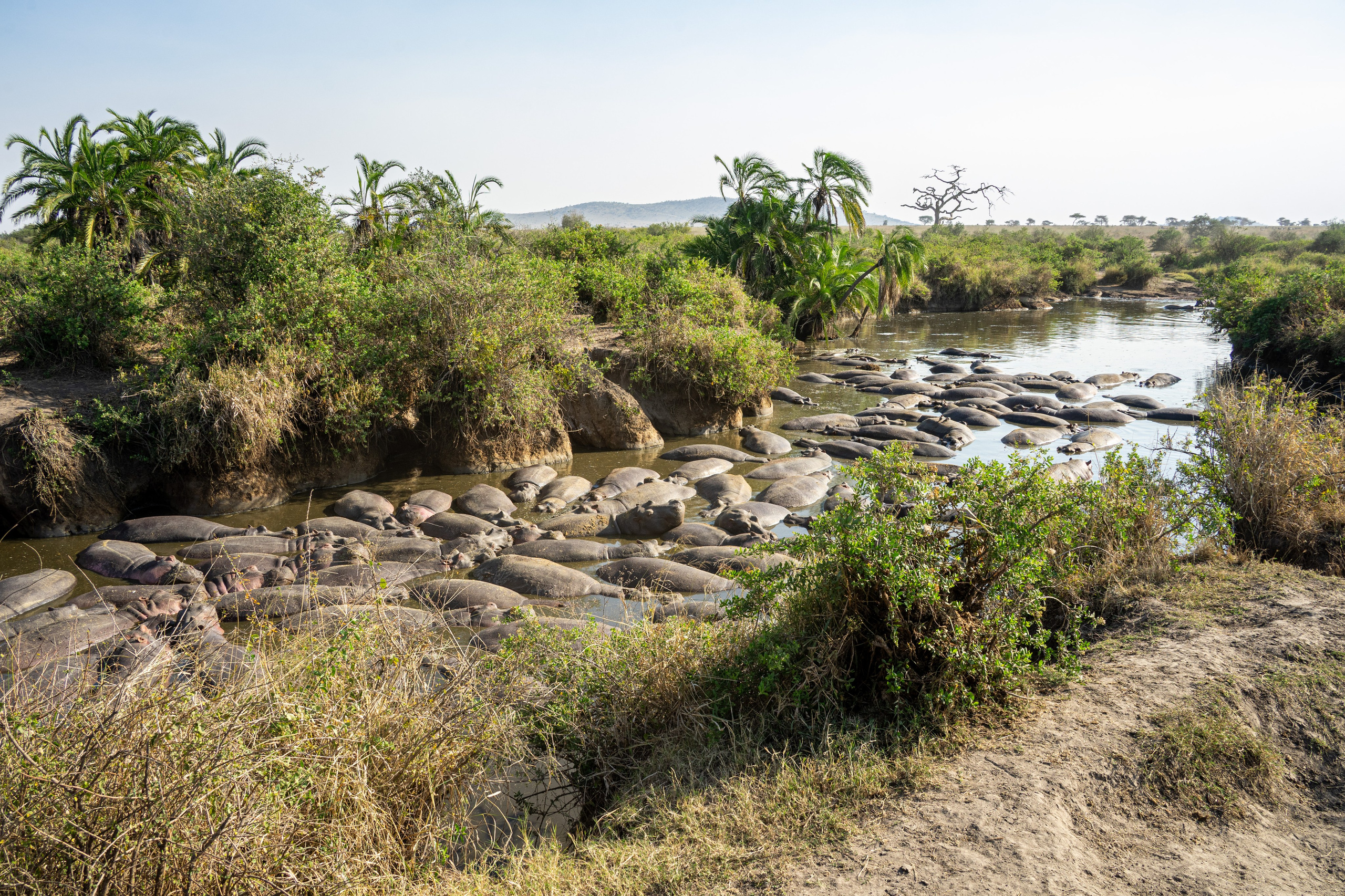 Танзания, сафари, 2025. Творческие сьемки