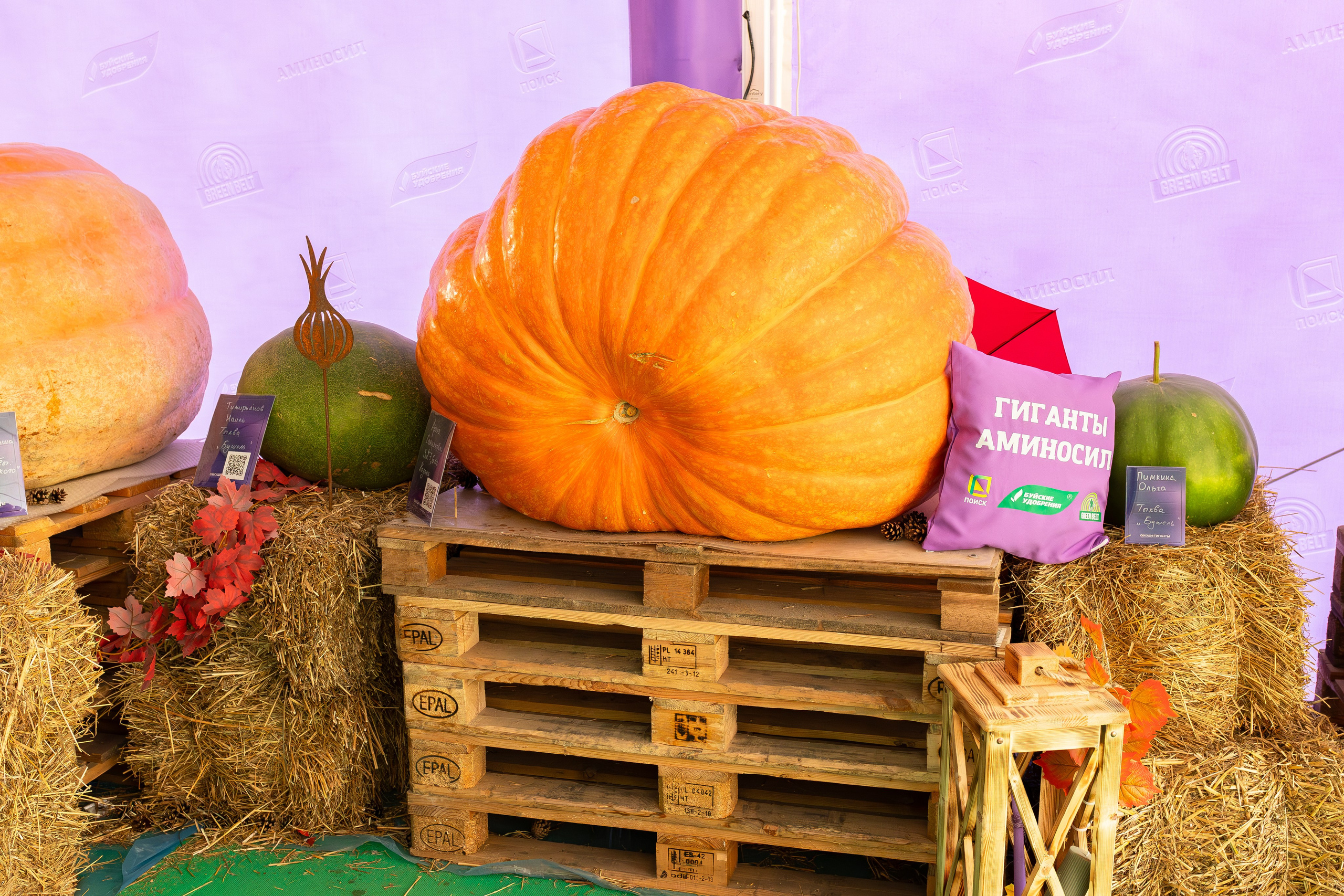 Овощи-гиганты. Александра Куликова фотограф, Москва