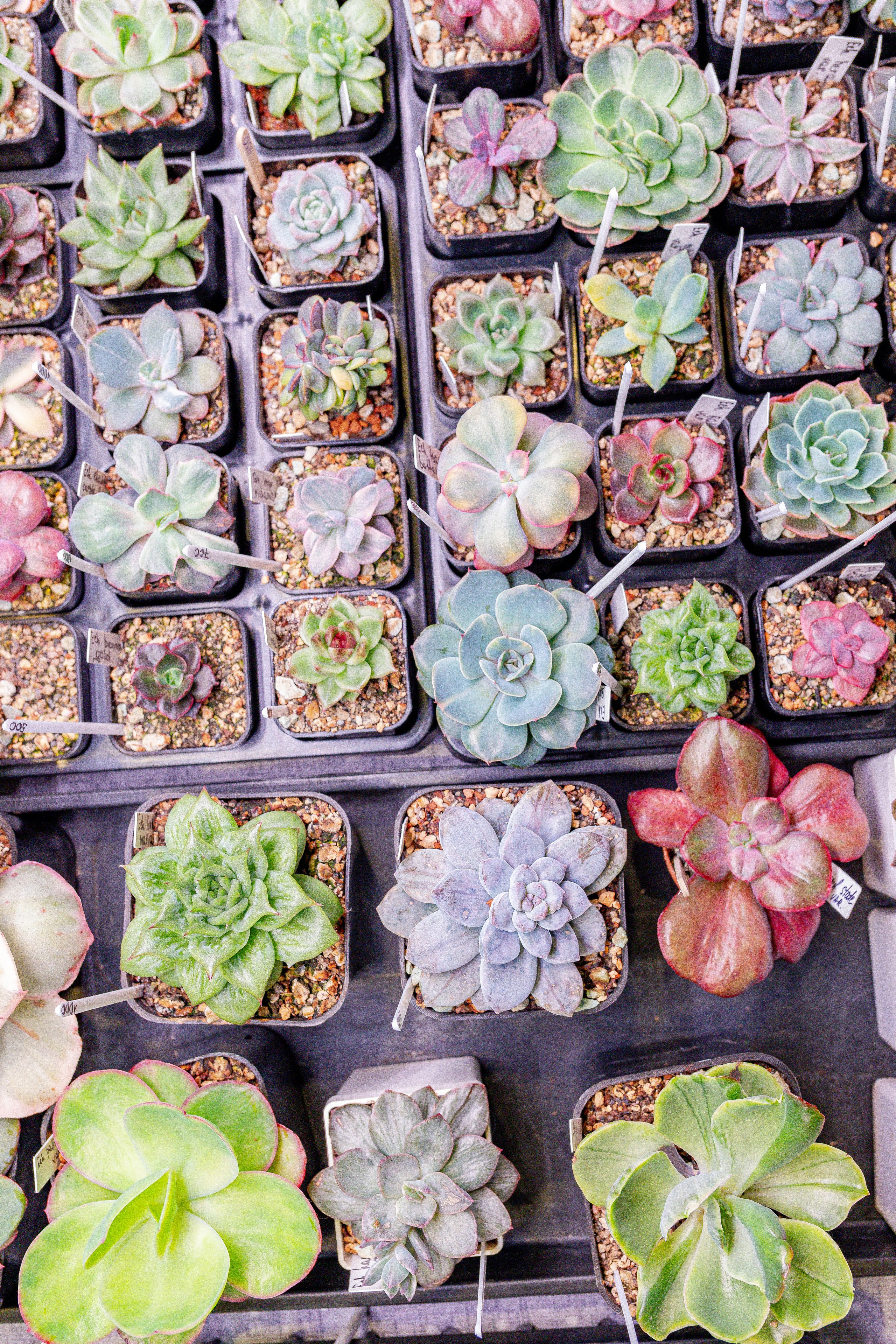 Growbox 1–2 марта. Александра Куликова фотограф, Москва