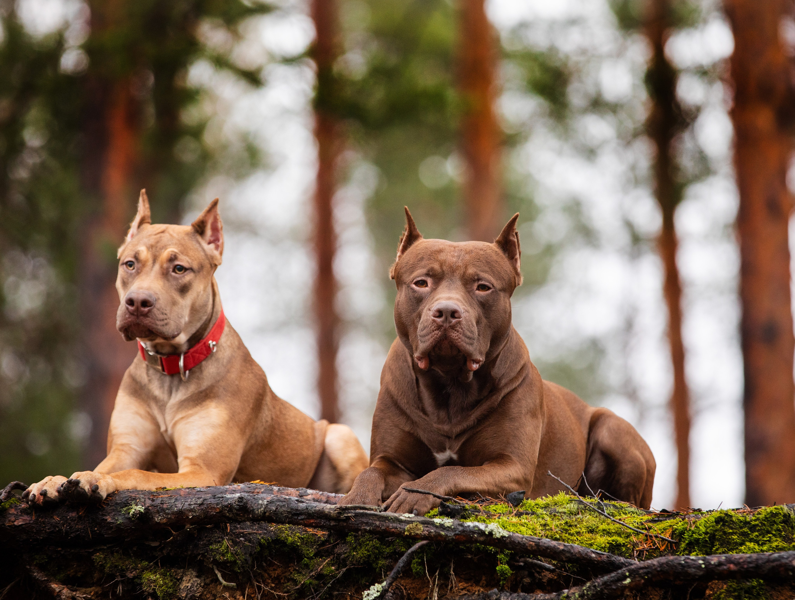 Прогулочные фотосъёмки лес, поле. Фотограф-анималист Павлова Любовь