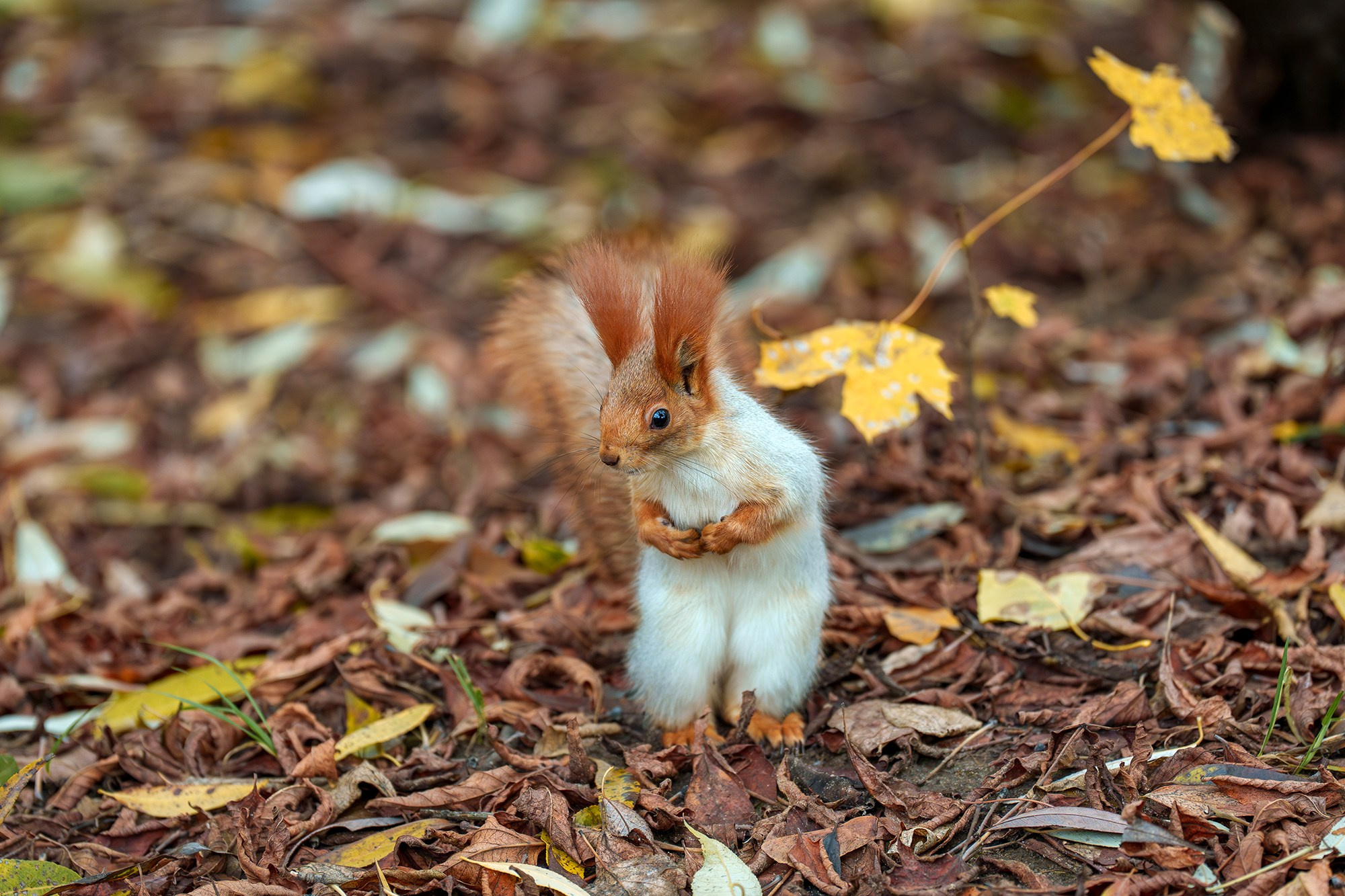 Животные. Ваш личный фотограф Марина Волкова
