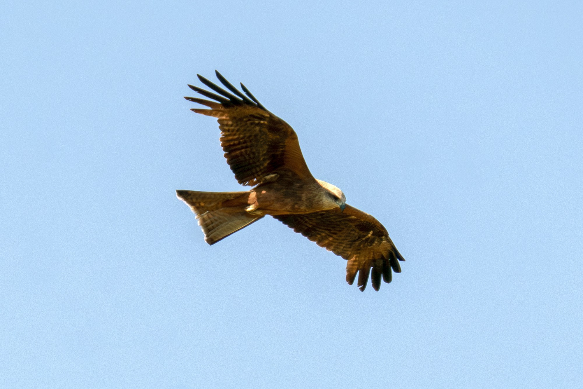 Удивительные мир птиц. Вокруг нас столько прекрасного — присмотритесь!. Ваш личный фотограф Марина Волкова
