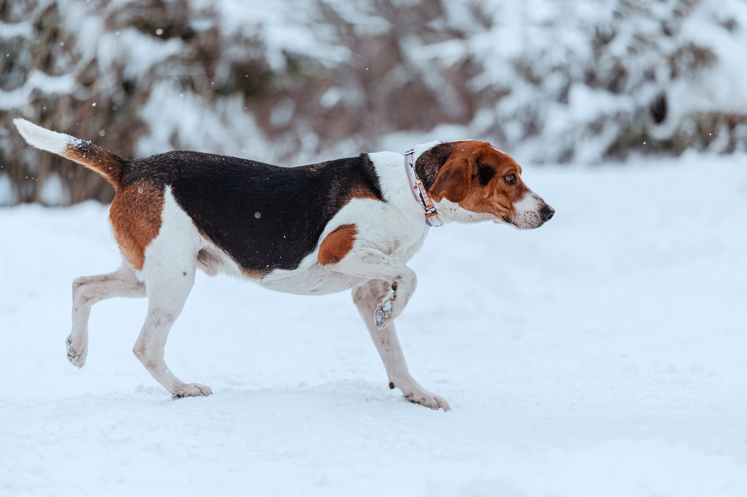 Дом для Биглей 2023. Фотограф-анималист Татьяна Степанова