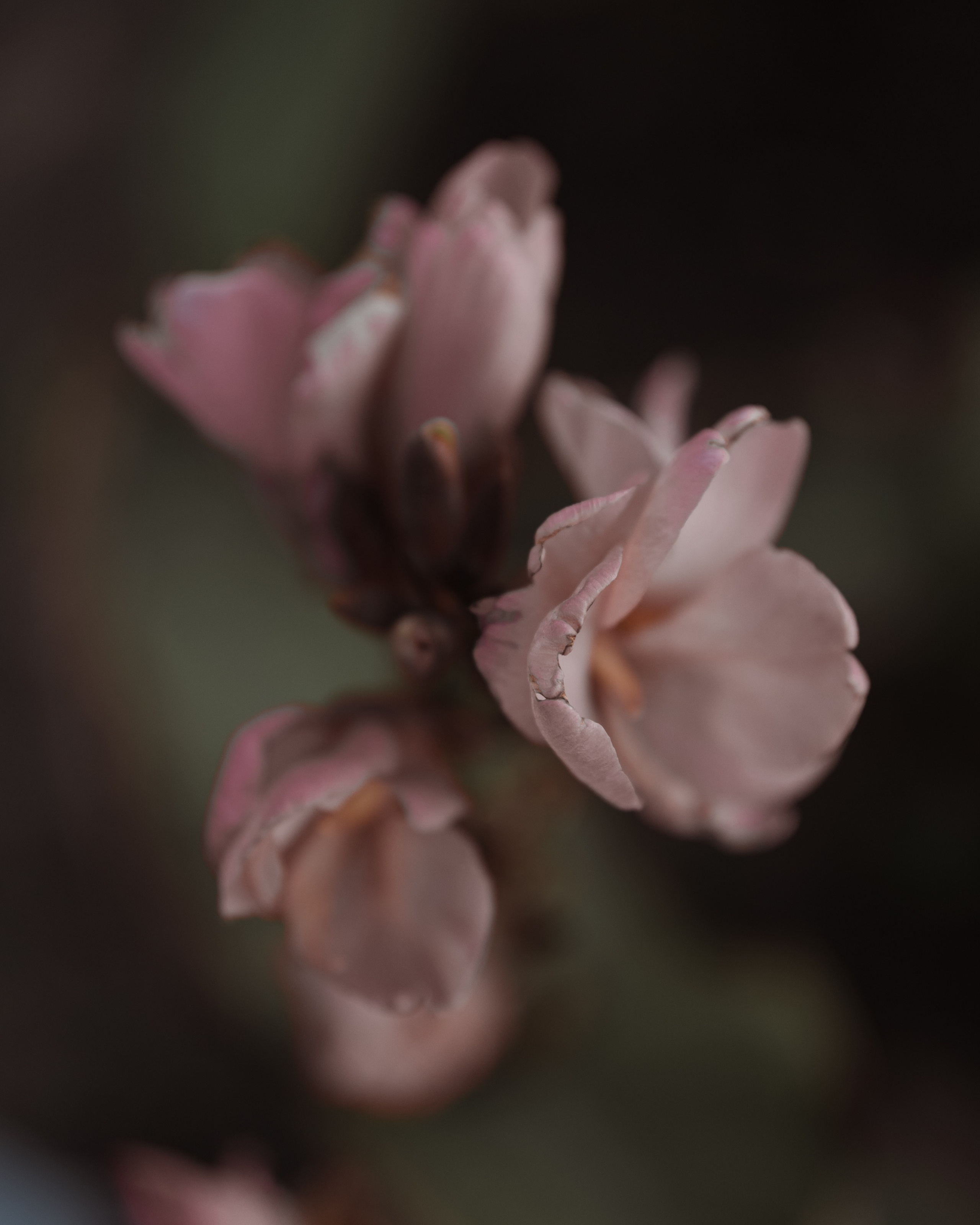 Ольга. Фотограф в Москве Мария Терентьева