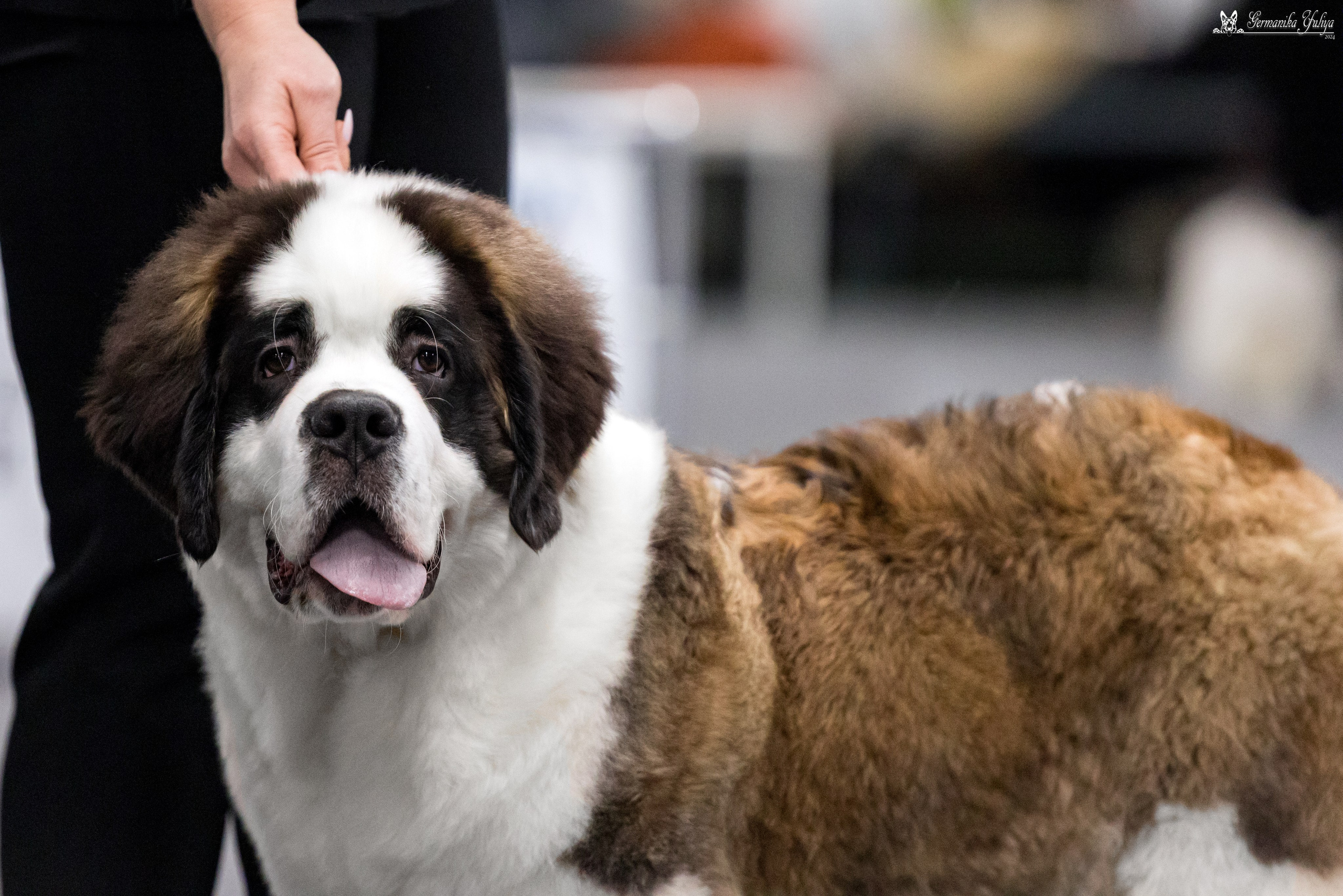 Сфера 28.01. и 4.02.2024. Фотограф-анималист Юлия Германика