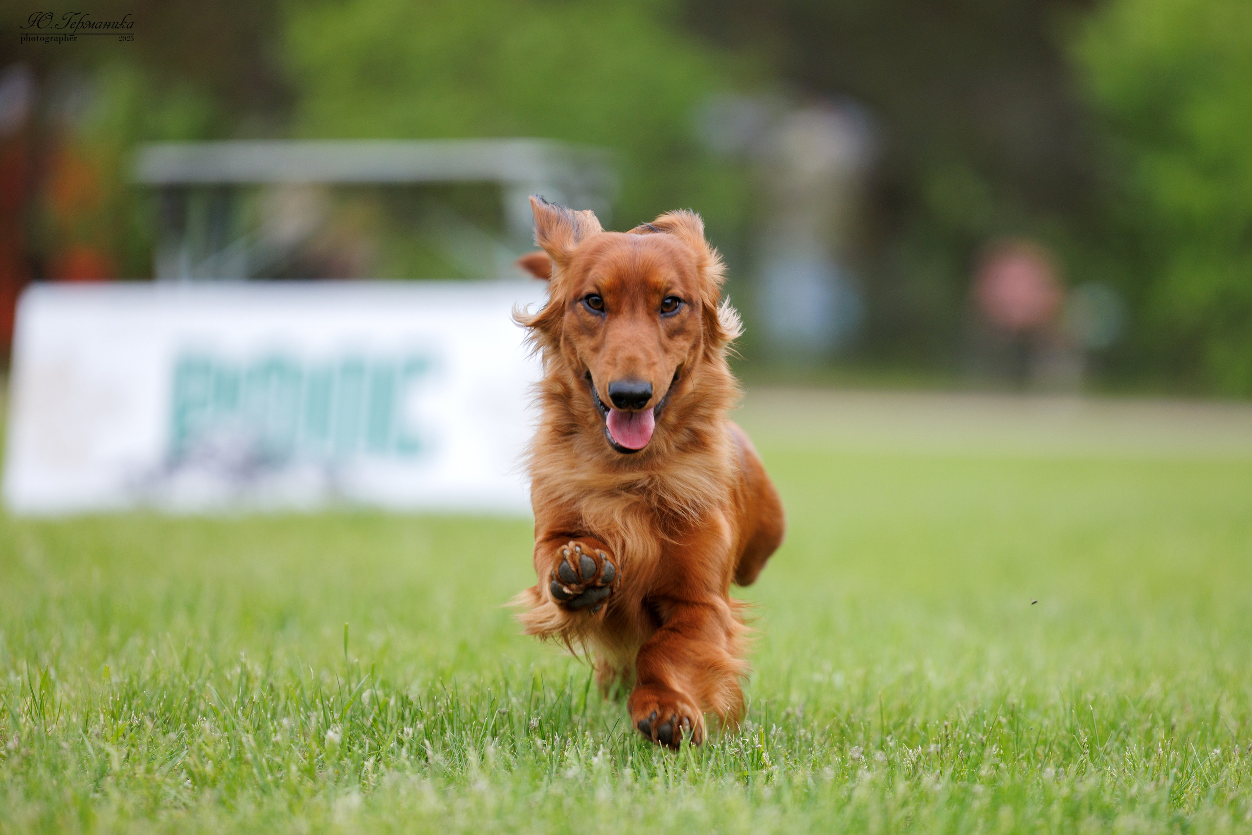 Суздаль(Владимир)17-18.05.2025. Фотограф-анималист Юлия Германика