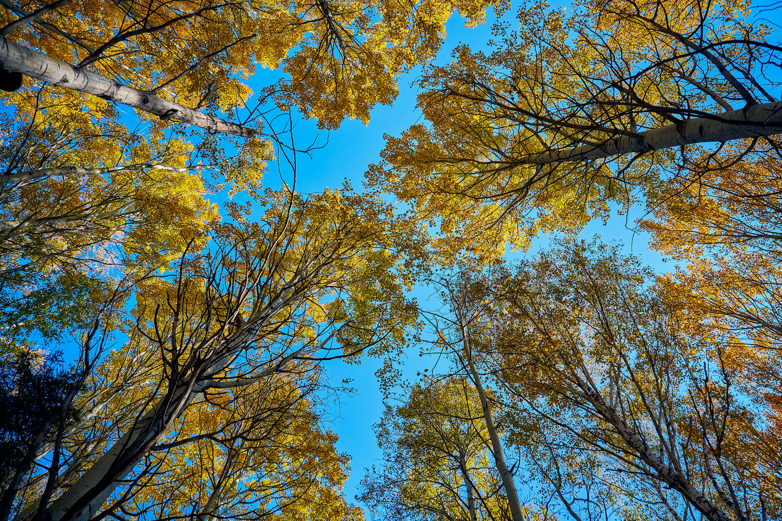 Съемка в полете. DMITRY MOISEENKO — фотограф, художник, топ-стилист