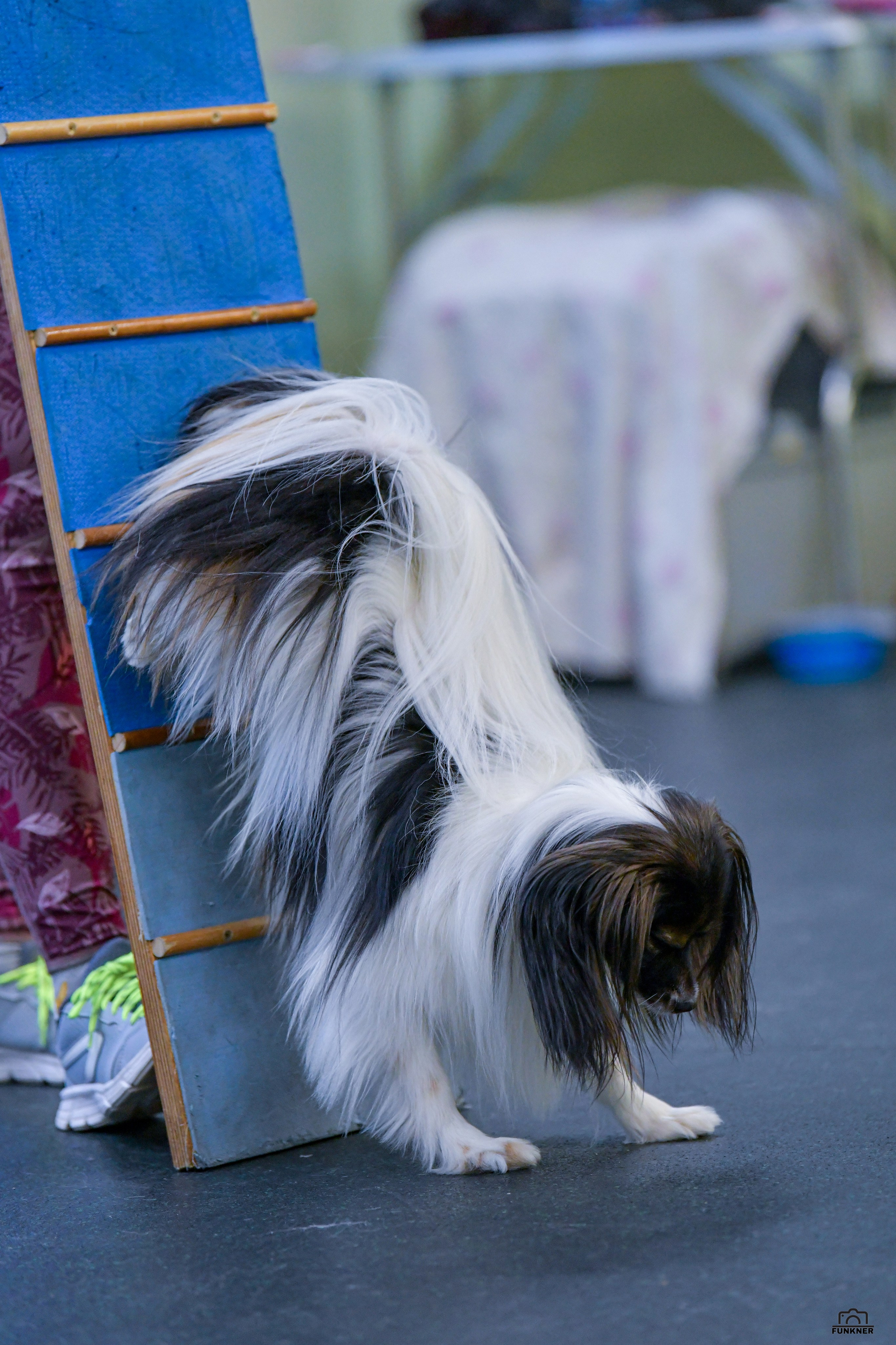 Кинологический клуб «Бодрый хвост». Свой взгляд через объектив