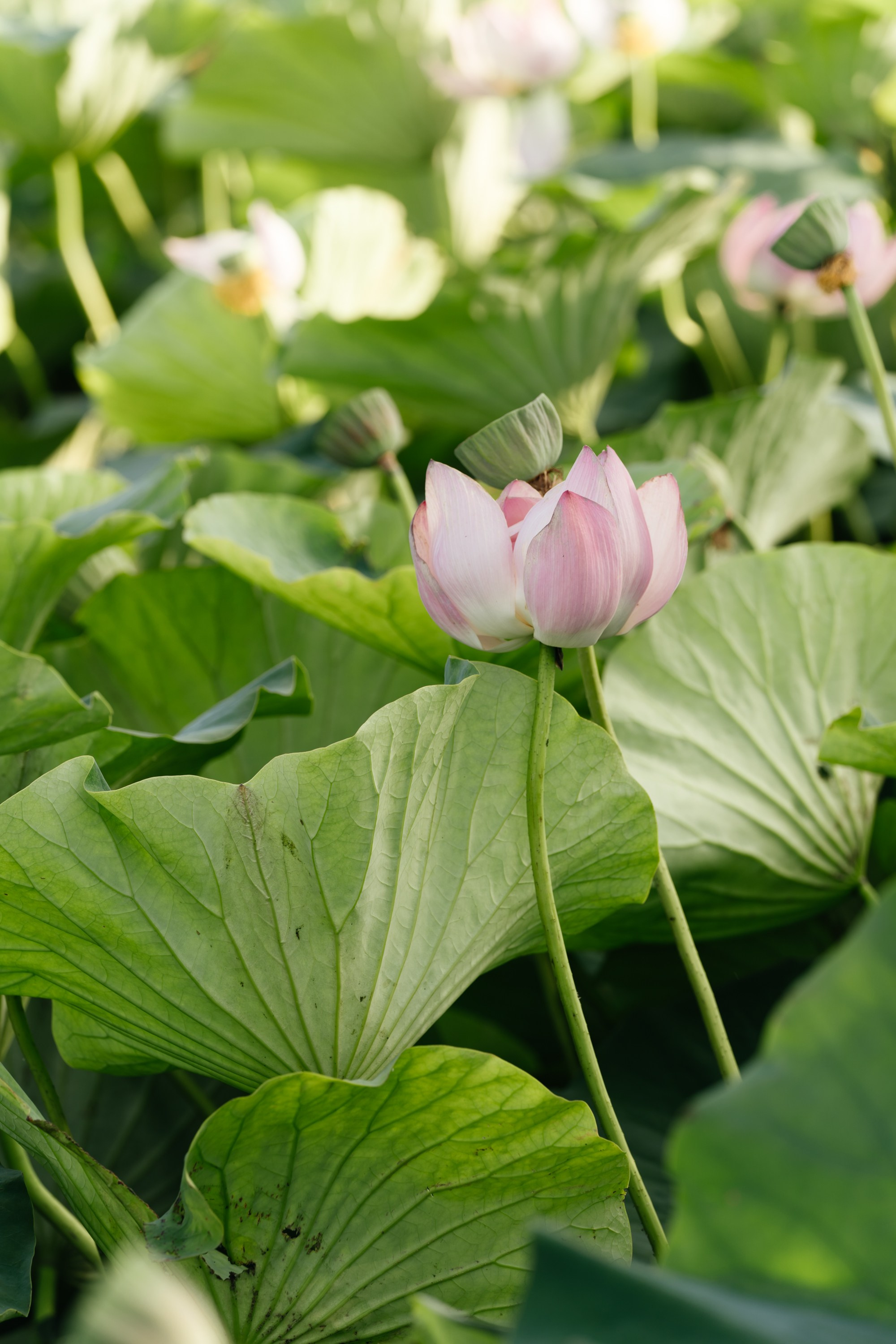 Лотосы. Семейный и женский фотограф в Белгороде Мария Алексеева