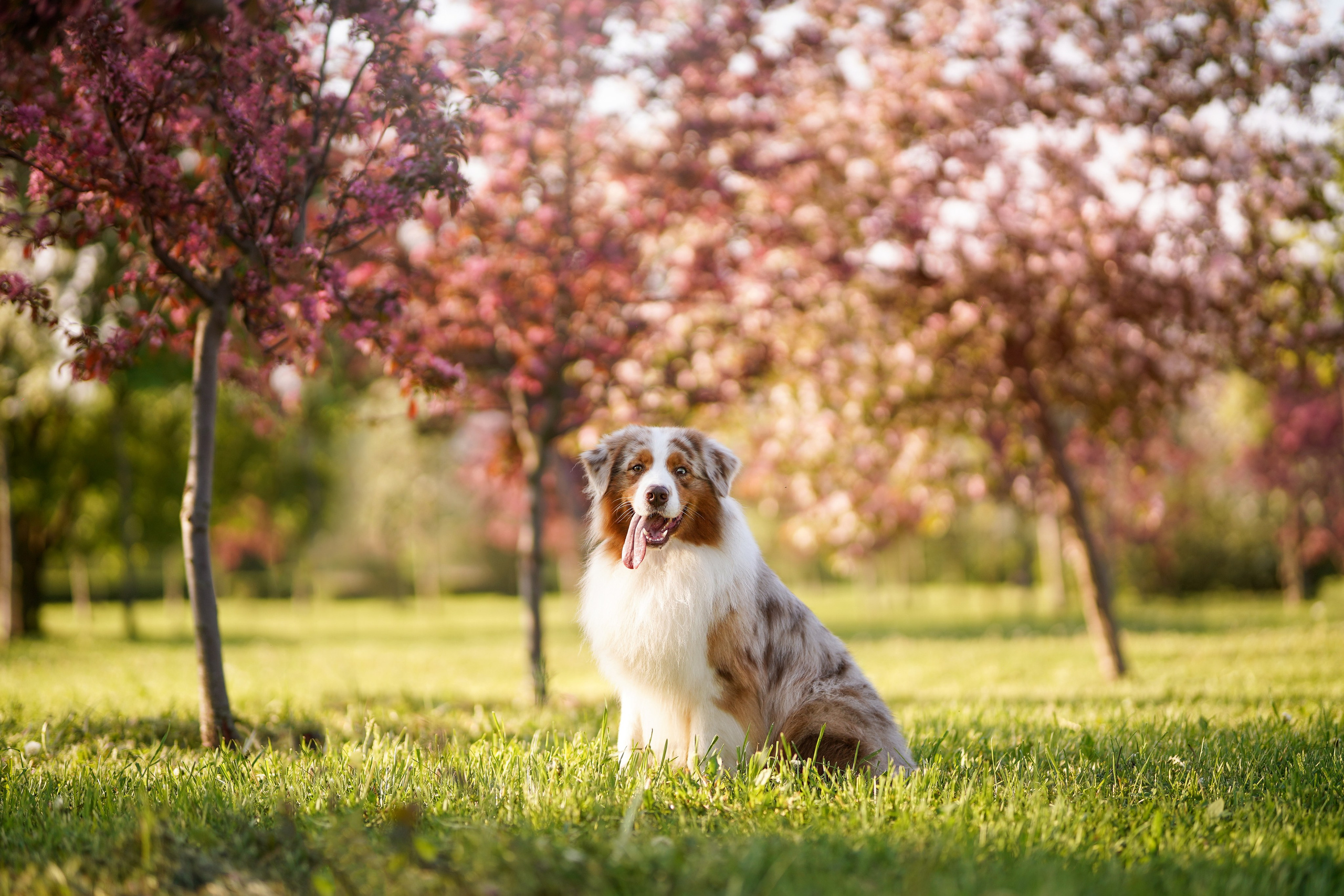 Аусси в Яблоневом саду. Фотограф-анималист в Санкт-Петербурге Яна Мартынова