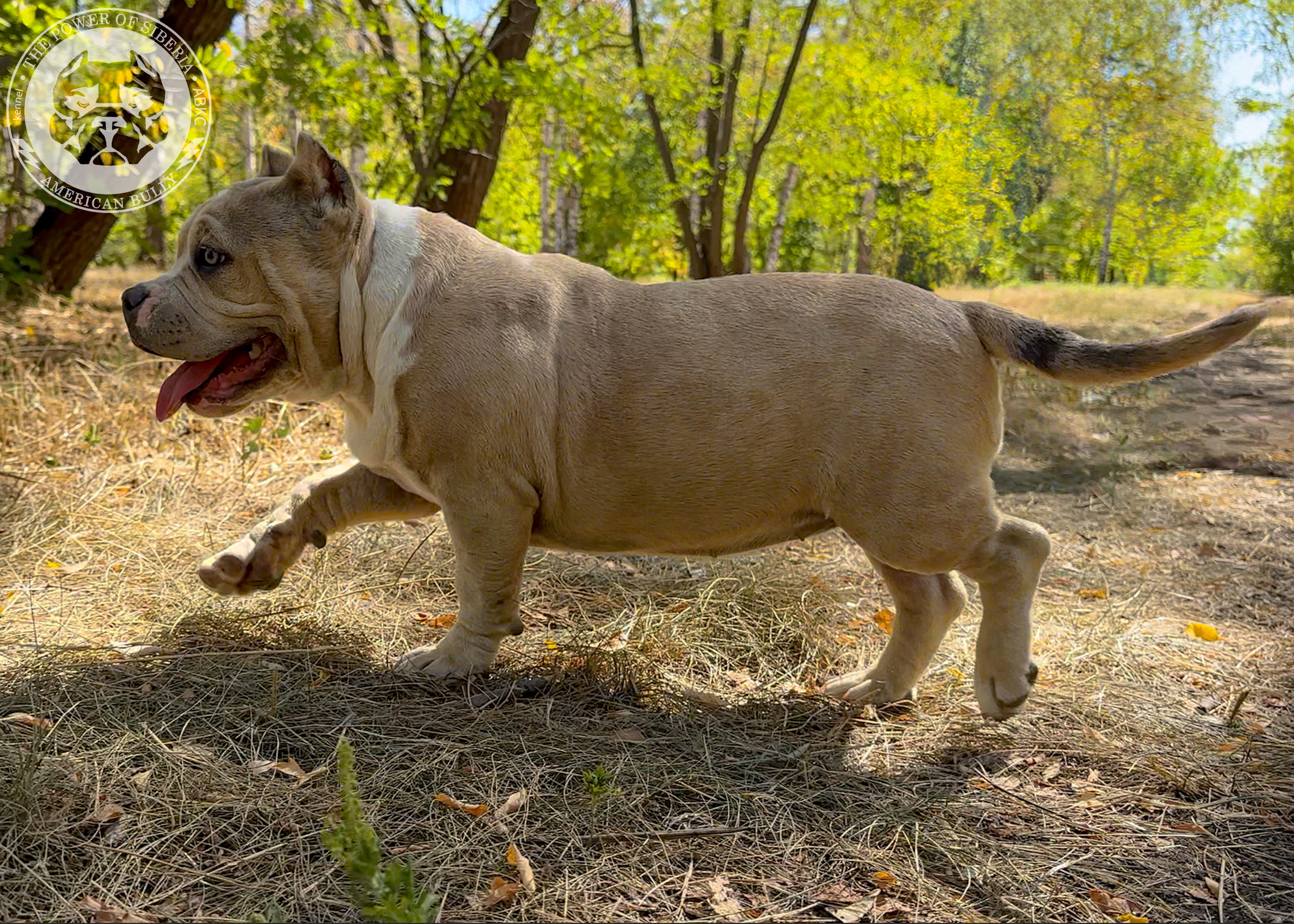 Помет Каспер и Тагира. 21.04.25. Американский Булли в г. Ростов-на-Дону. Питомник THE POWER OF SIBERIA