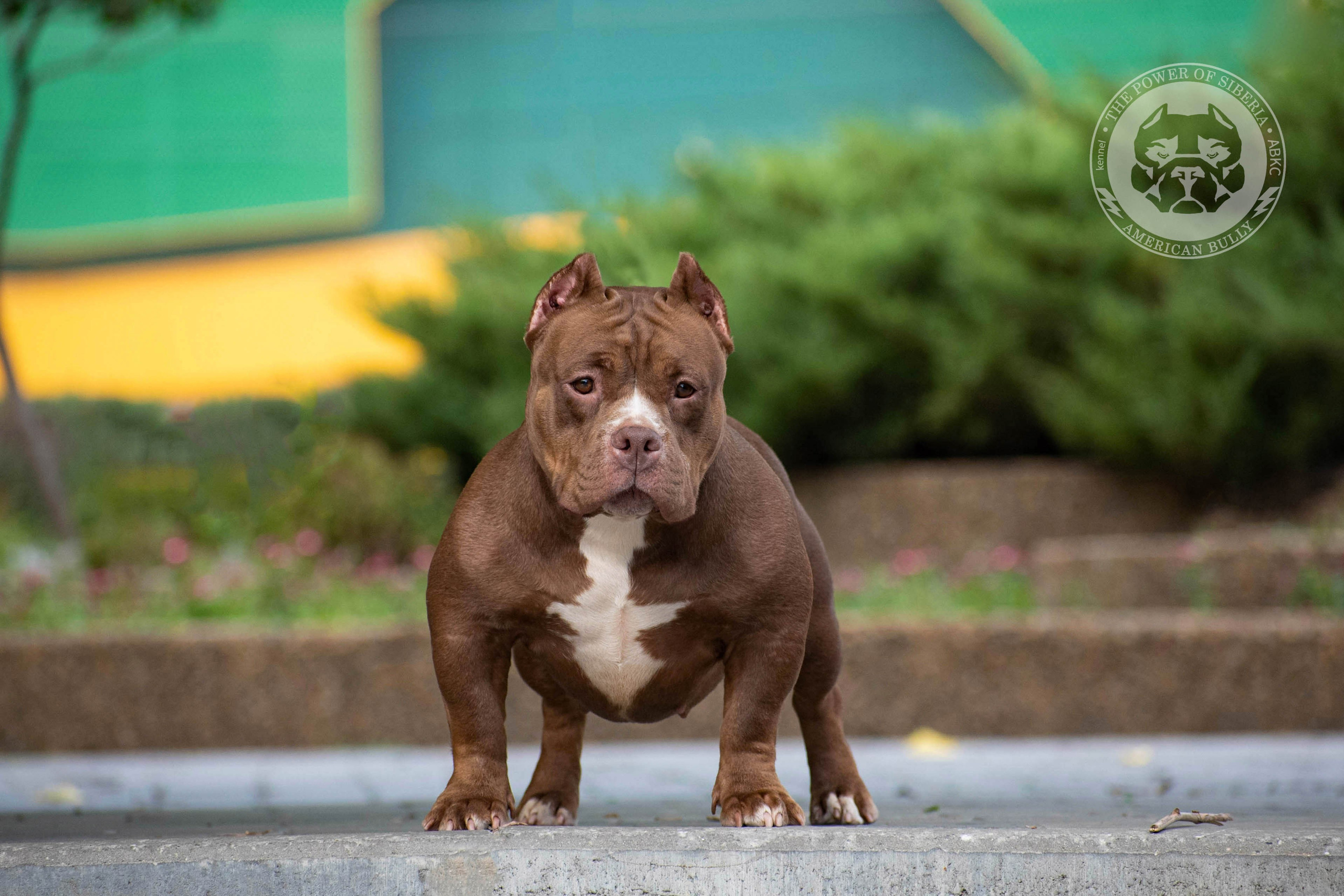 официальный питомник American Bully в Якутске