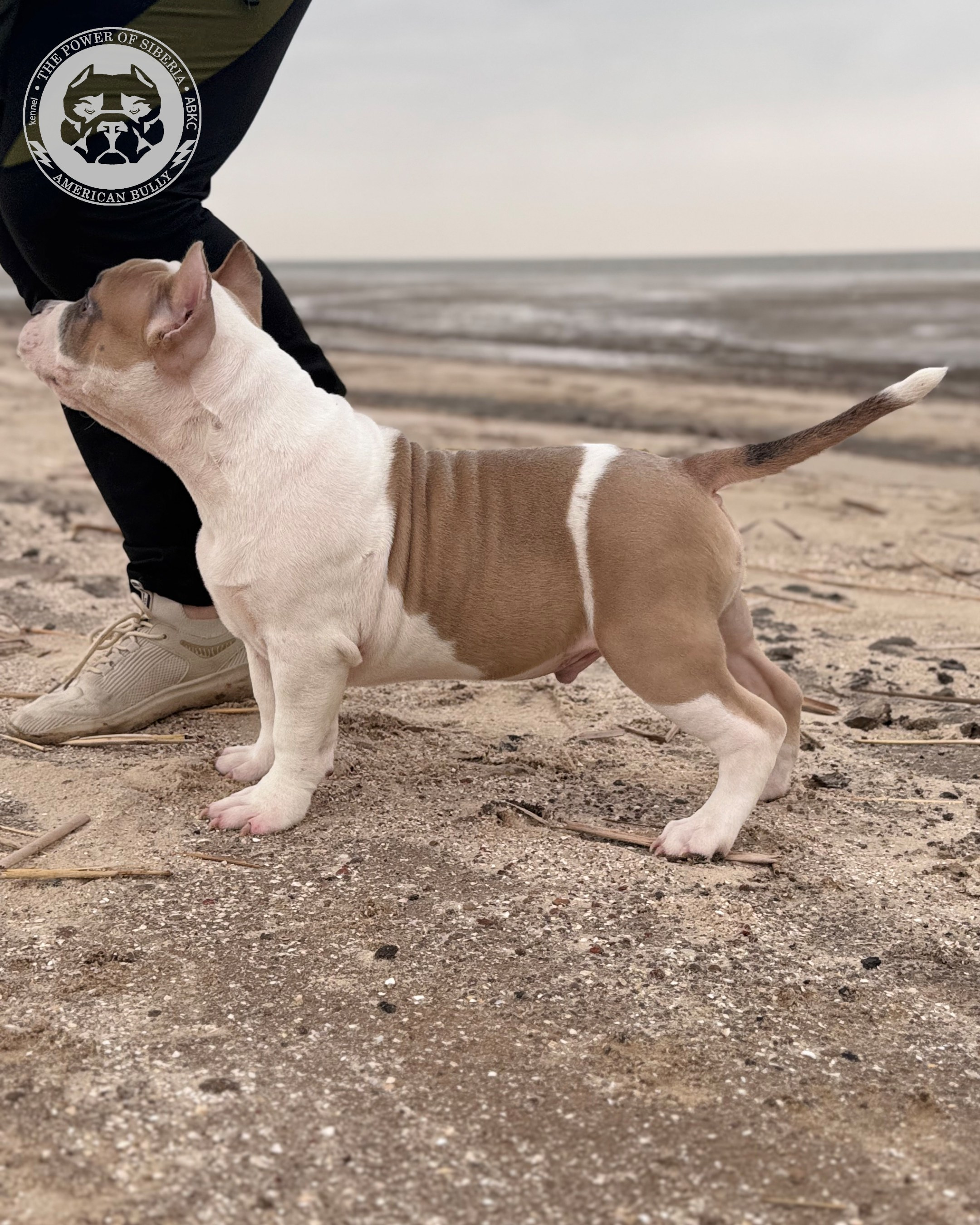 Свободные щенки Американский Булли стандарт и Свободные щенки Американский Булли классик. Американский Булли в г. Ростов-на-Дону. Питомник THE POWER OF SIBERIA