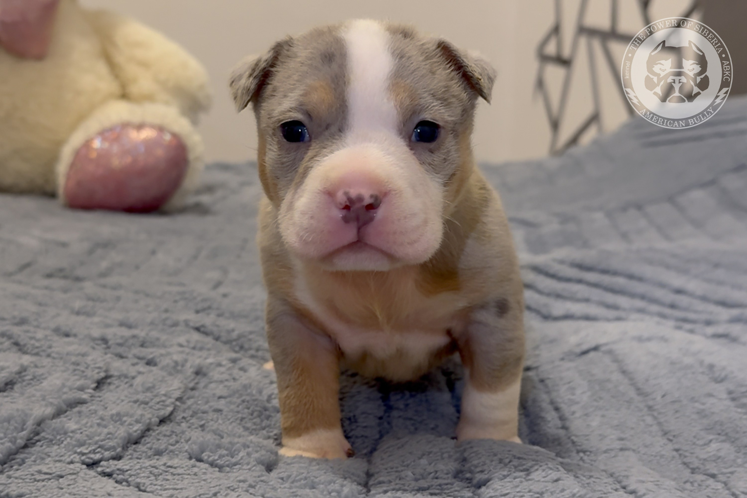 Свободные щенки Американский Булли, в типах покет, классик, стандарт. Американский Булли в г. Ростов-на-Дону. Питомник THE POWER OF SIBERIA