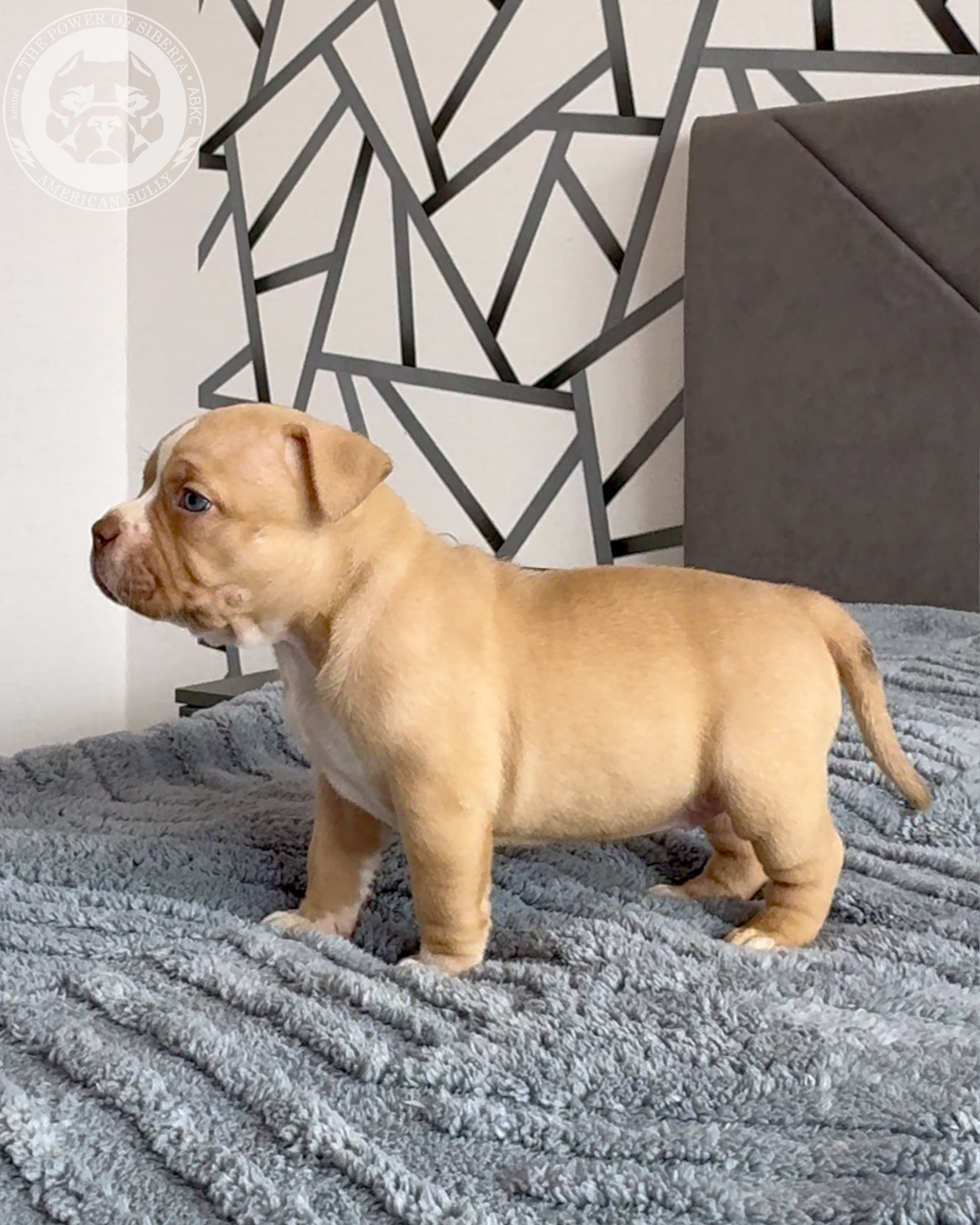 Свободные щенки Американский Булли, в типах покет, классик, стандарт. Американский Булли в г. Ростов-на-Дону. Питомник THE POWER OF SIBERIA