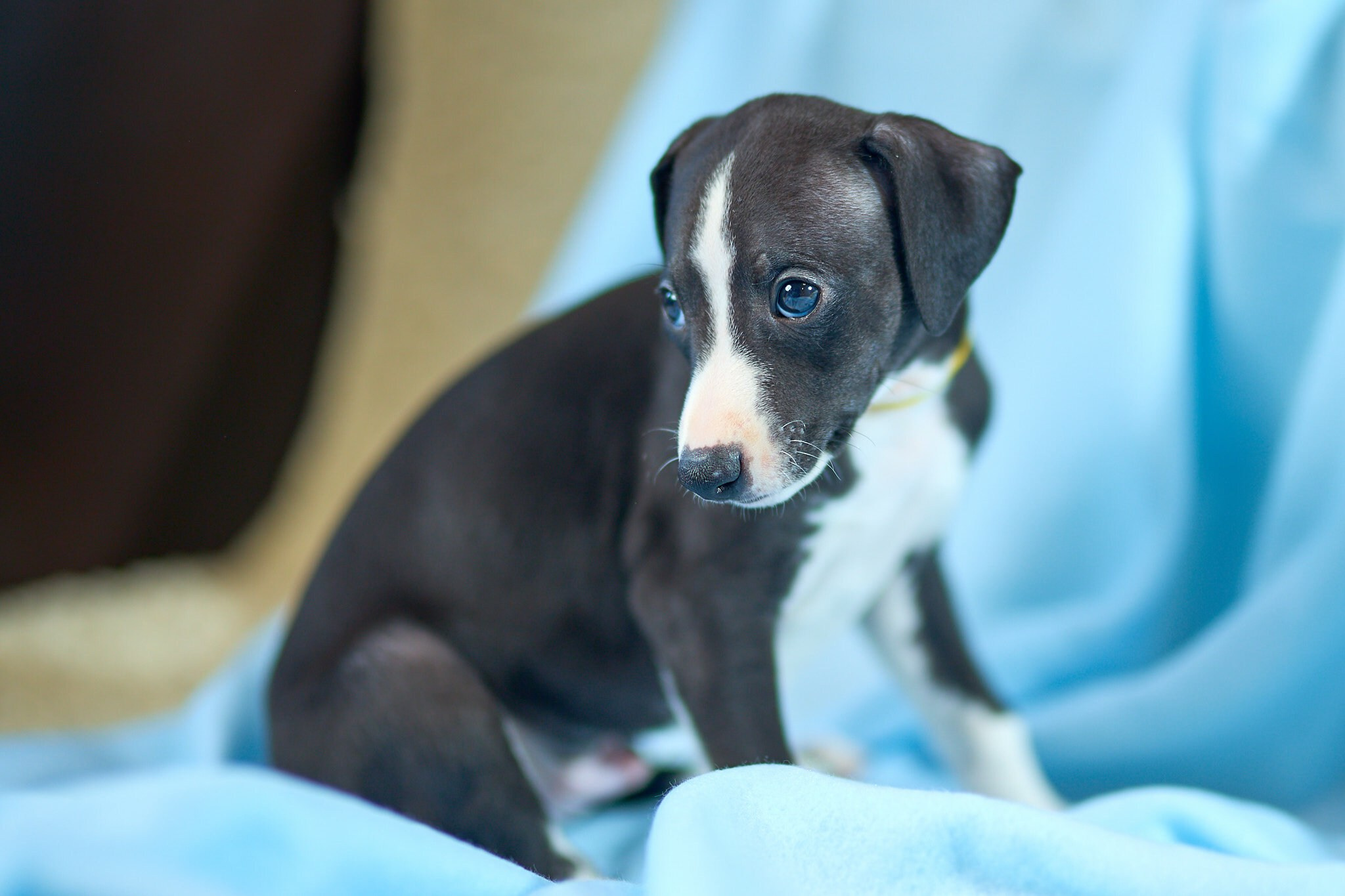Фотосъёмка собак. Свадебный, школьный (детсадовский) и семейный фотограф в Коврове и Владимирской области