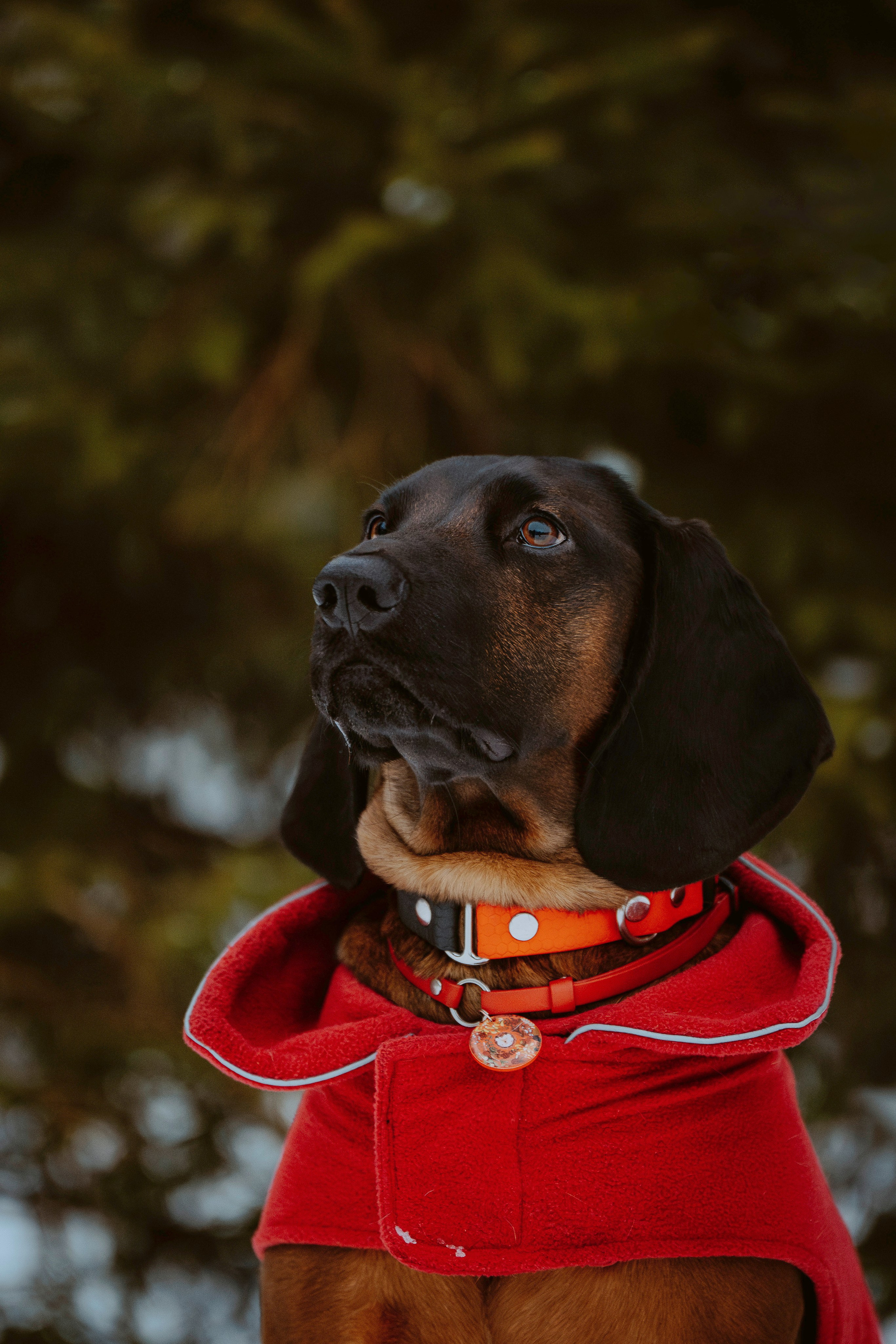 Ольга, Рора и Румпель. Фотограф анималист в Спб недорого Олеся Майорова