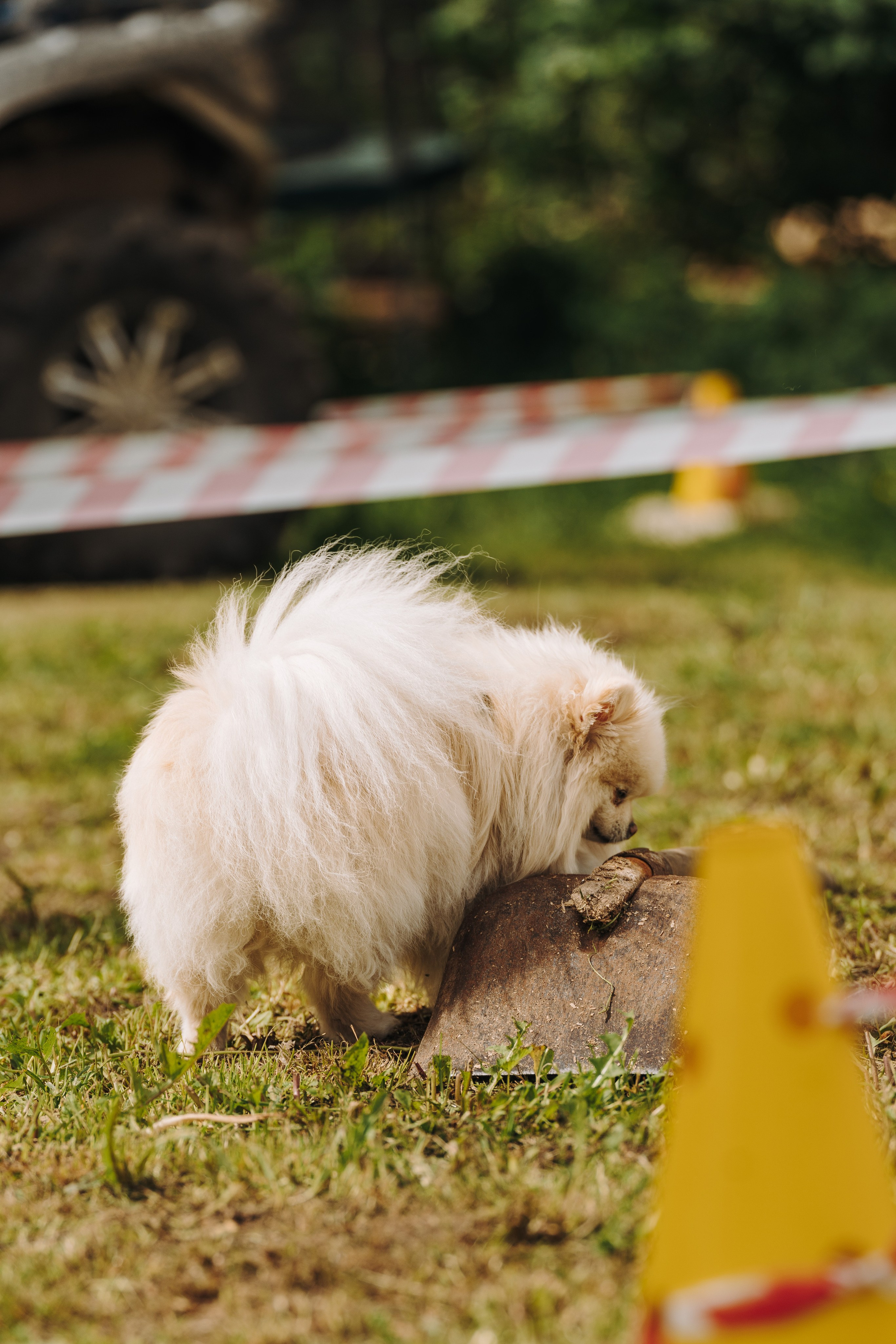 Соревнования по ноузворку. Фотограф анималист в Спб недорого Олеся Майорова