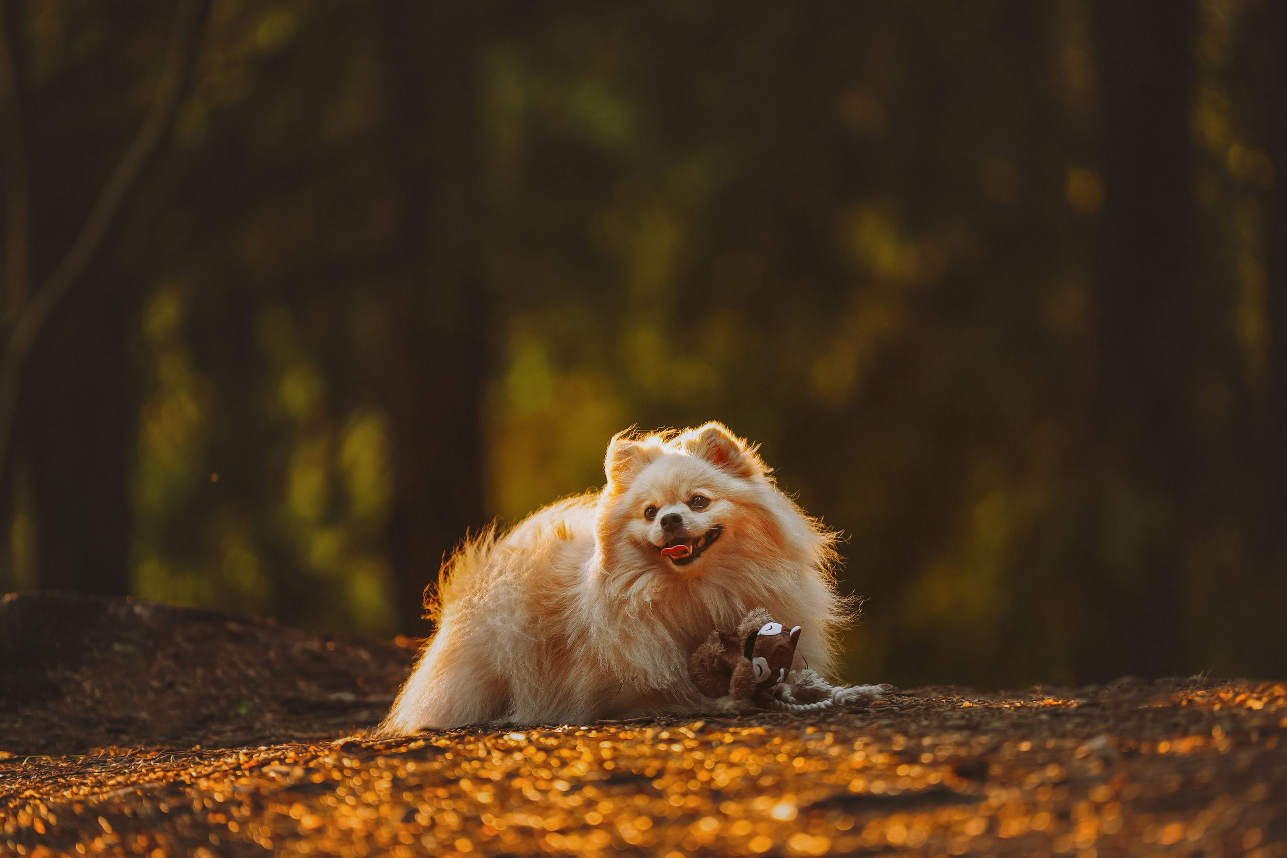 Фотосессия с собачкой в лесу. Фотограф анималист в Спб недорого Олеся Майорова