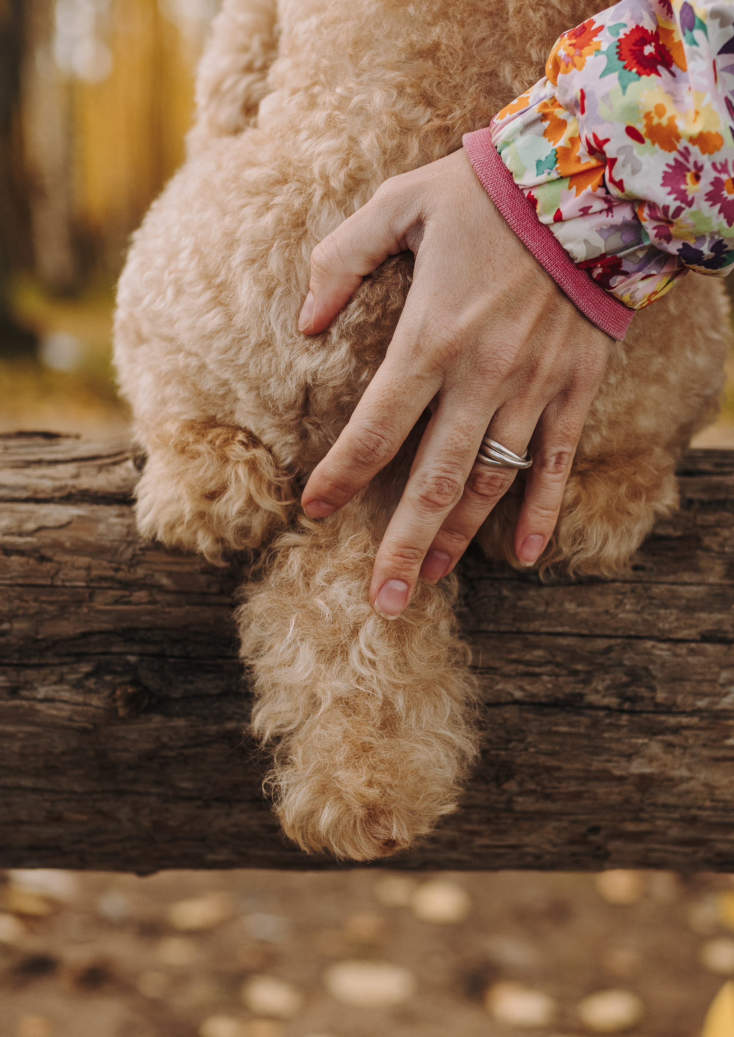 Фотосессия с собакой на пляже. Фотограф анималист в Спб недорого Олеся Майорова