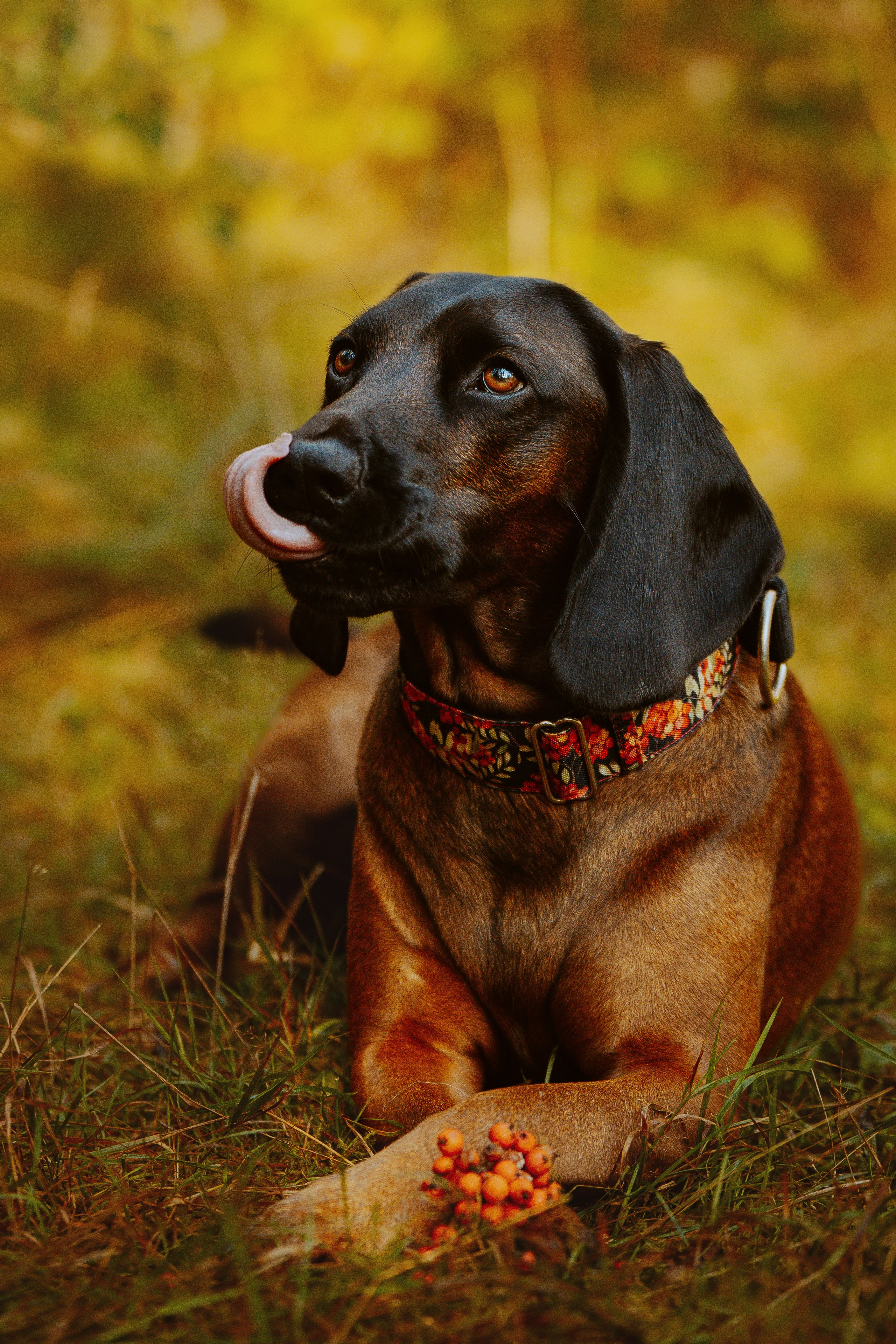 Ольга, Рора и Румпель. Фотограф анималист в Спб недорого Олеся Майорова