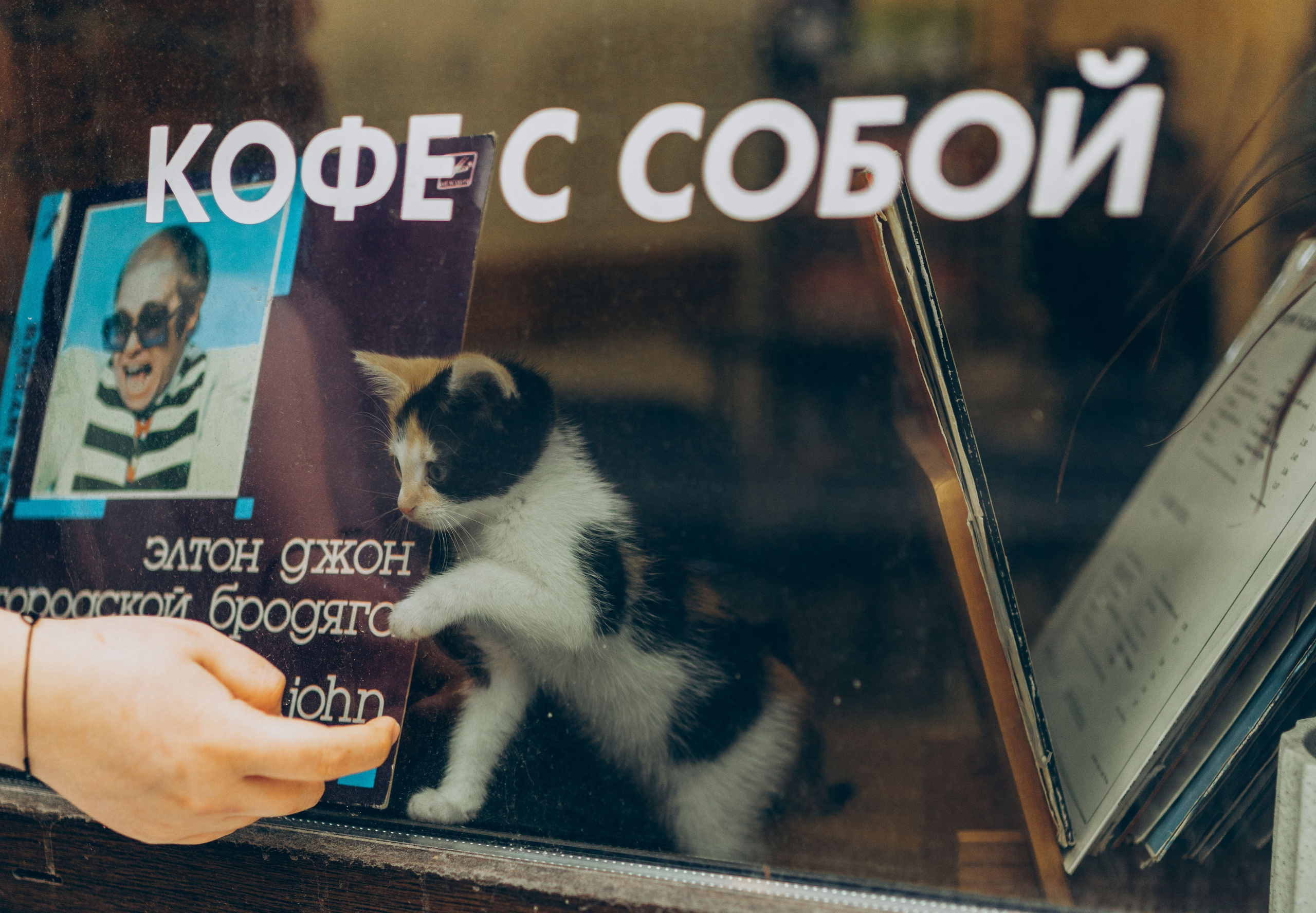 Соник. Фотограф анималист в Спб недорого Олеся Майорова