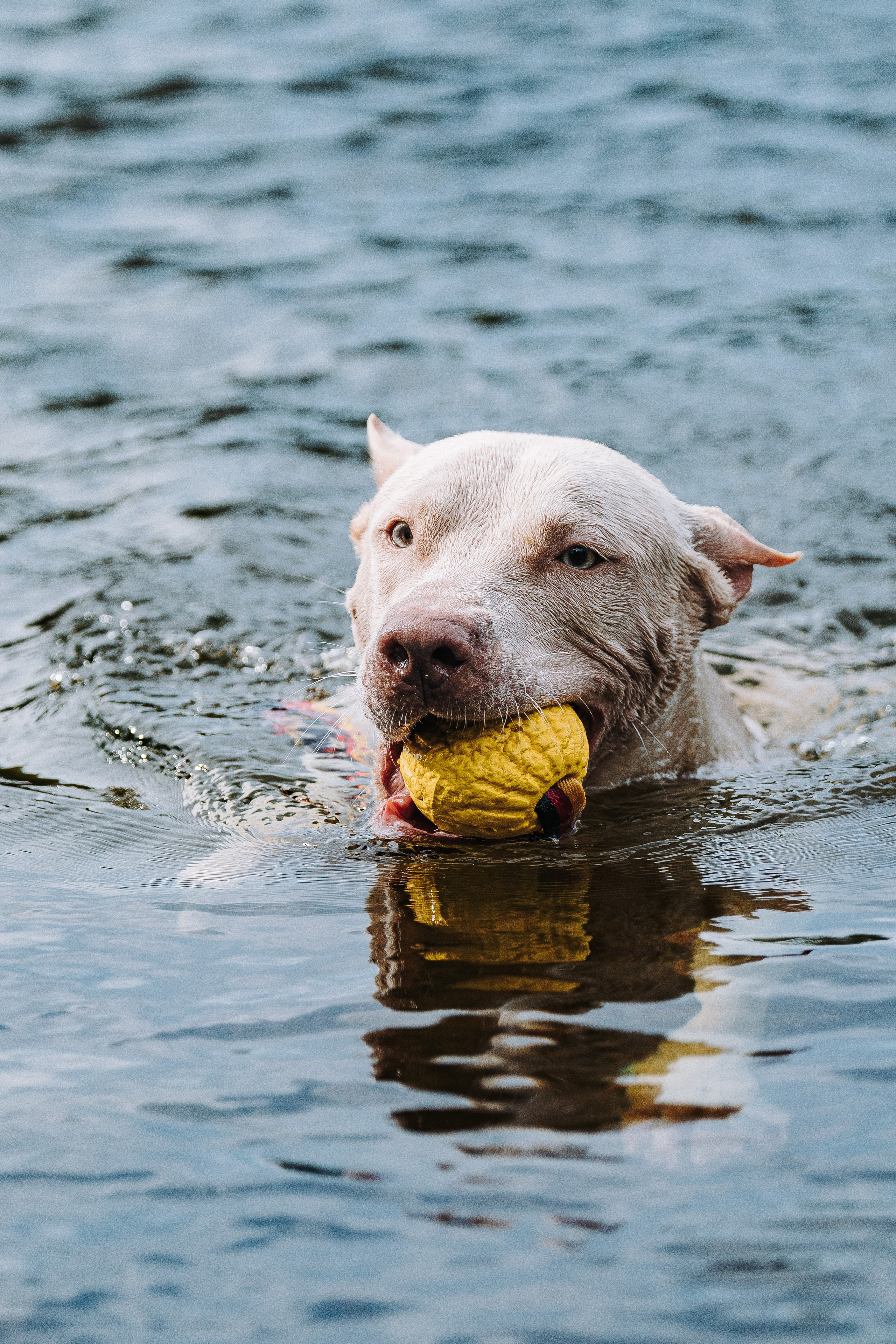 Оля и Гламур. Фотограф анималист в Спб недорого Олеся Майорова