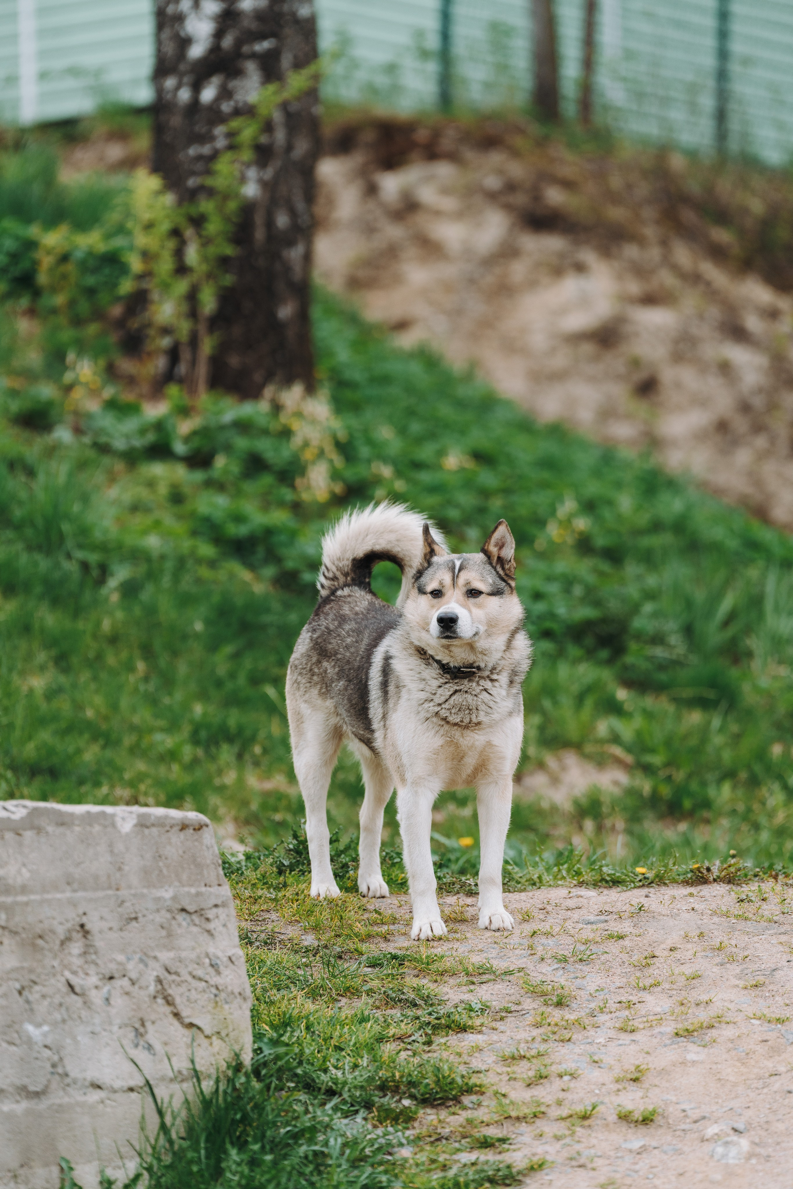 Соревнования по ноузворку в Лосево. Фотограф анималист в Спб недорого Олеся Майорова