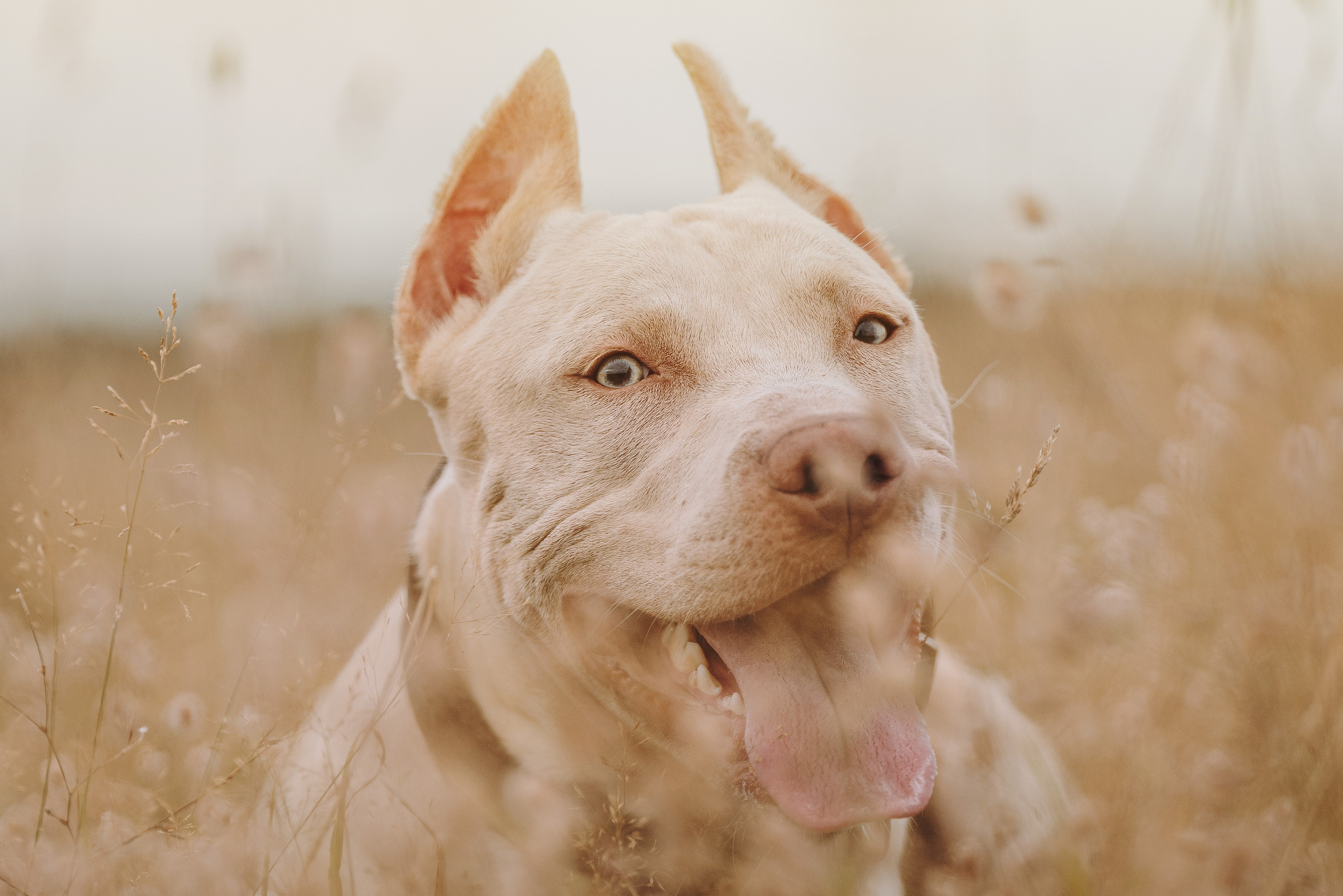 Оля и Гламур. Фотограф анималист в Спб недорого Олеся Майорова