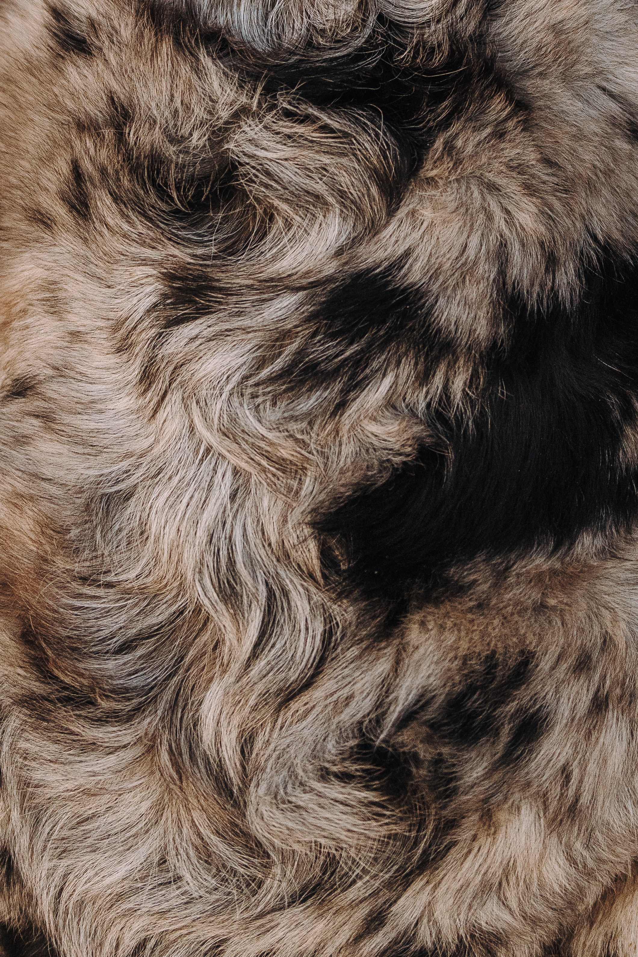 Фотограф анималист в Спб. Фотограф анималист в Спб недорого Олеся Майорова