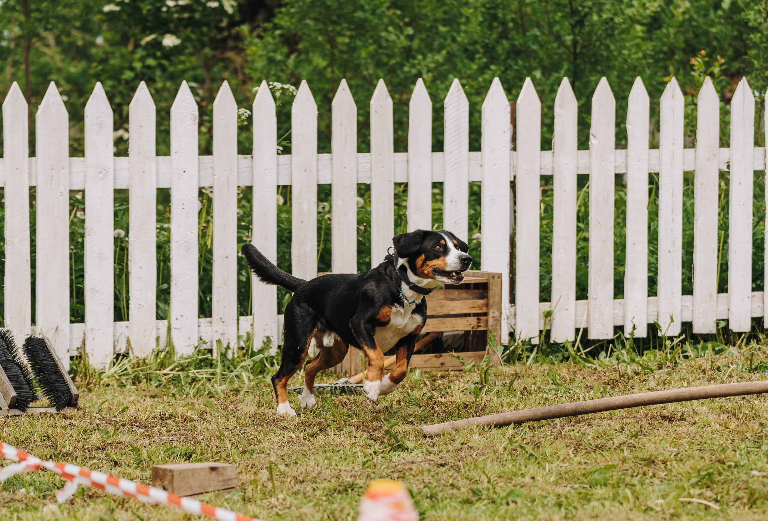 Соревнования по ноузворку. Фотограф анималист в Спб недорого Олеся Майорова
