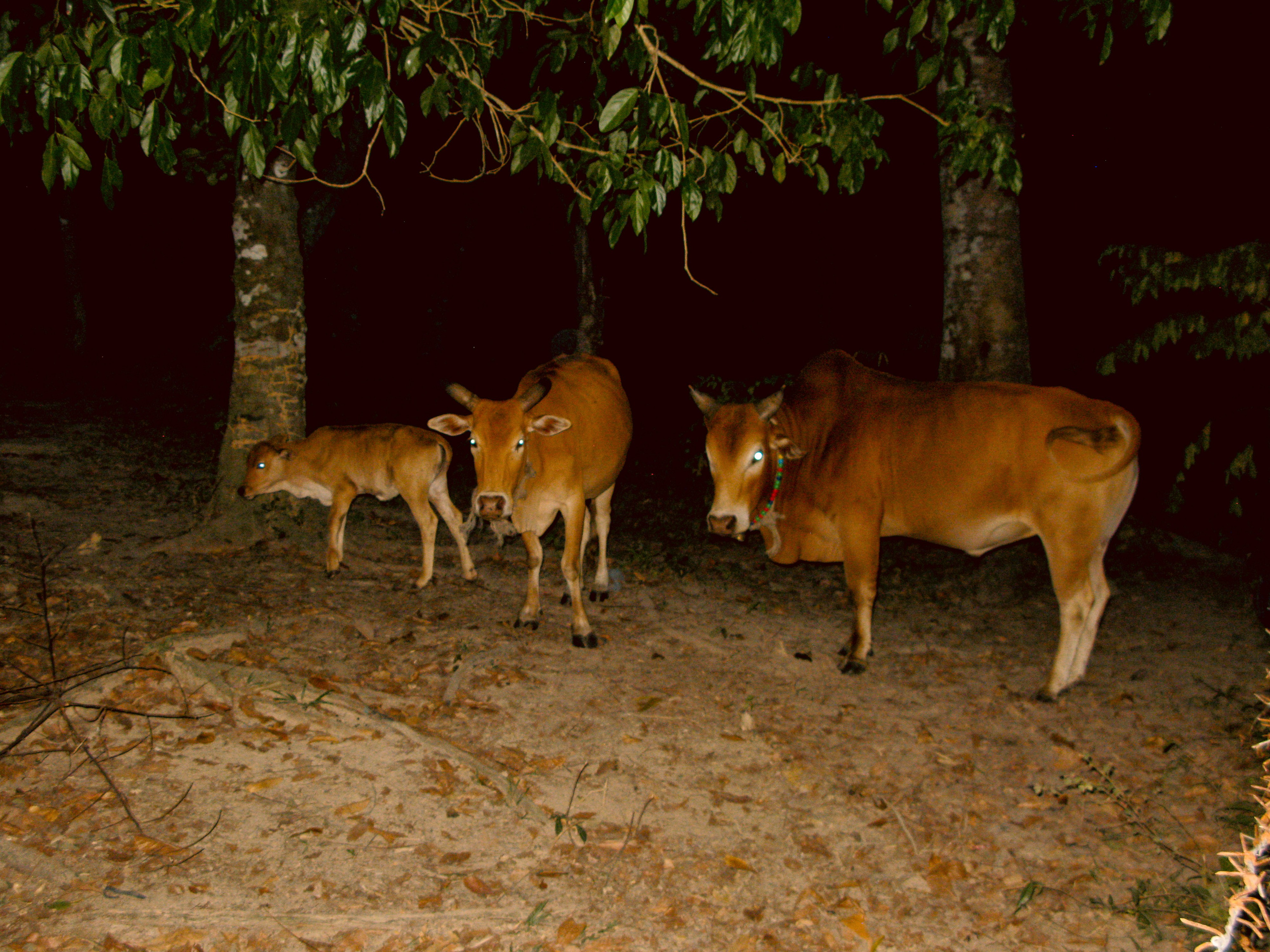 Thai. Фотограф Миланазавр
