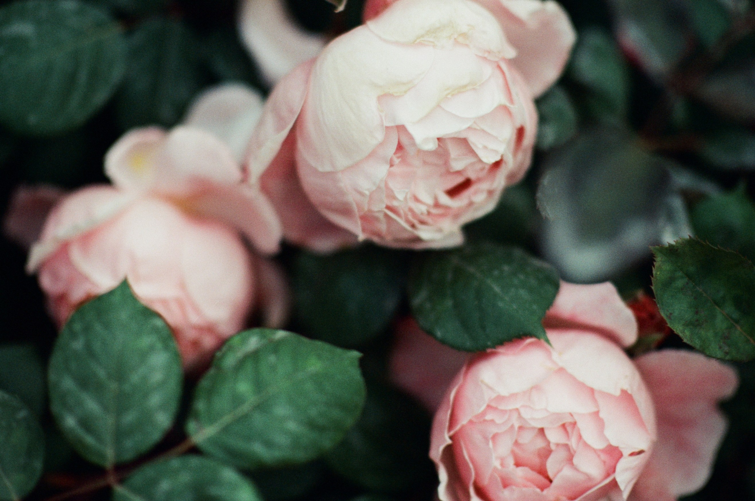 Pain shopping // ukraine, crimea VI. EVER EXPOSED