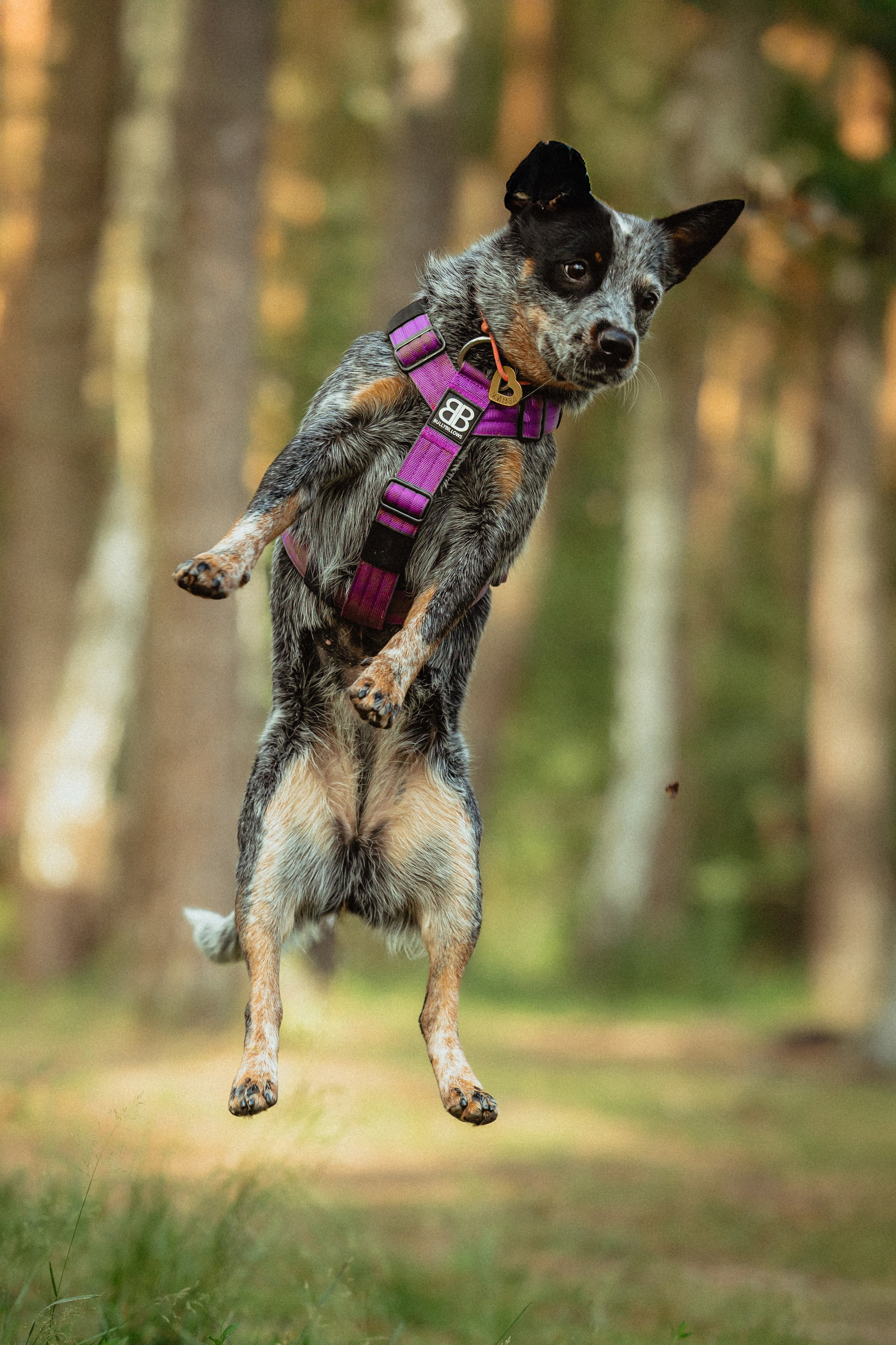 Выездной дог-тренинг от школы «Шерсть имею»