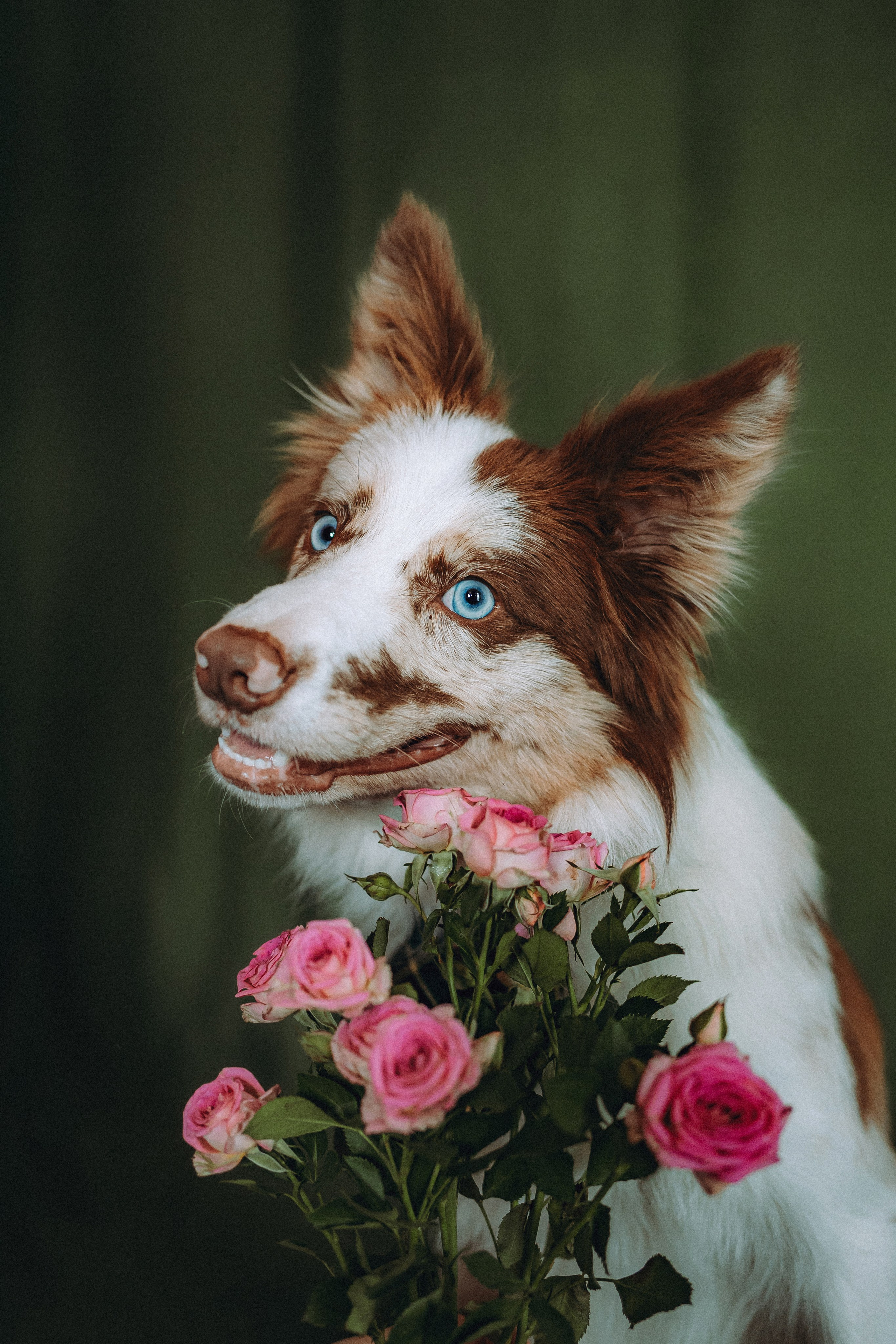 День рождения Айко