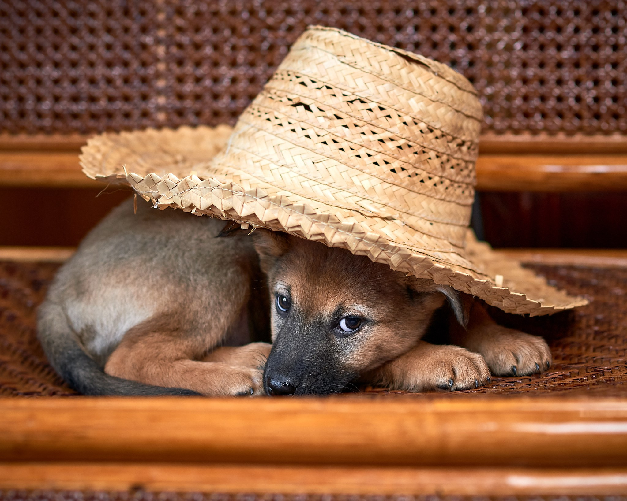 Фотосъемка животных