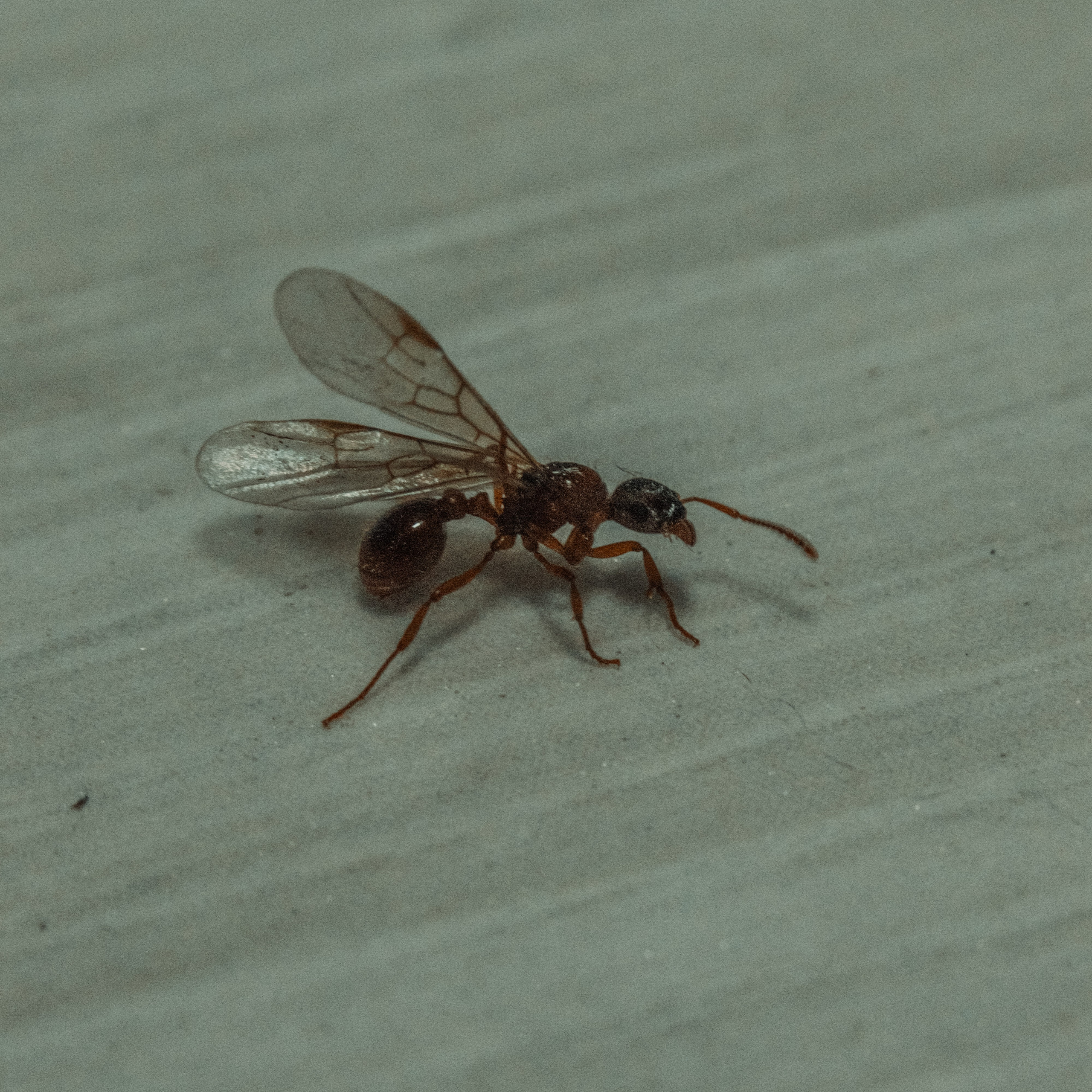 М А К Р О. — Digital Noise —