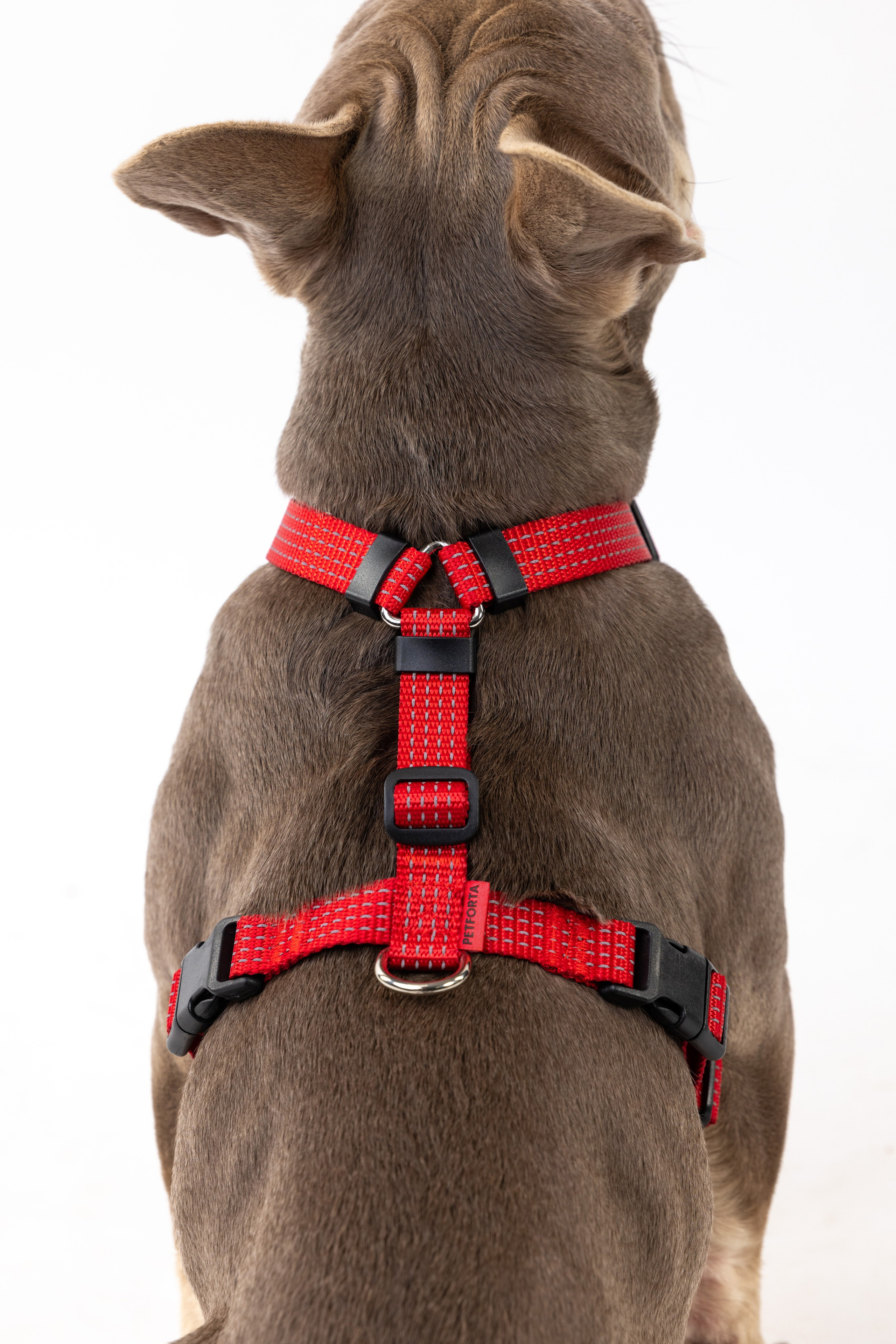 Шлейки Petforta. Фотограф анималист Осипчикова Мария