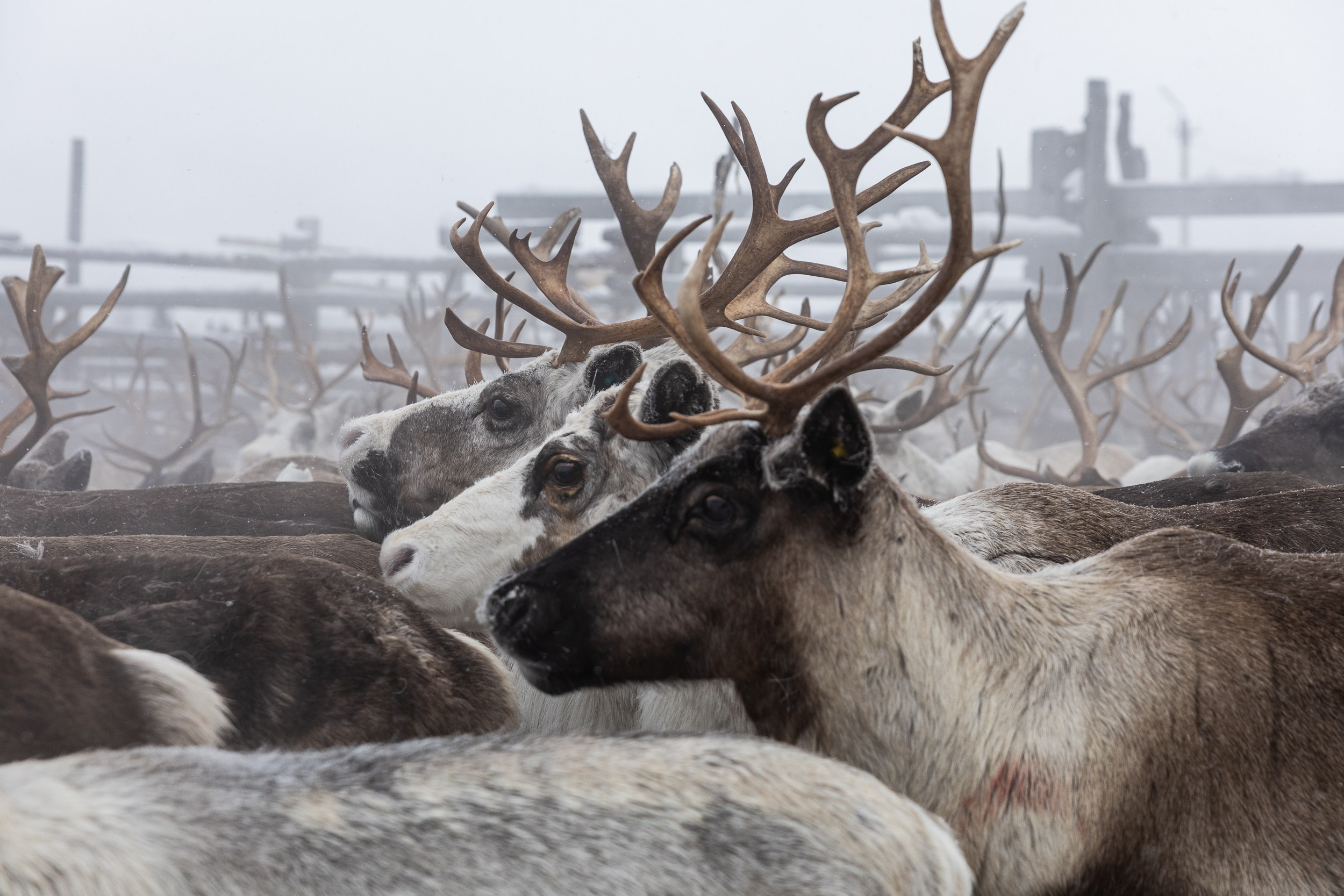 Ловозеро. Оленеводы. Алиса Северная. Визуальные исследования. Пейзажная и документальная фотография