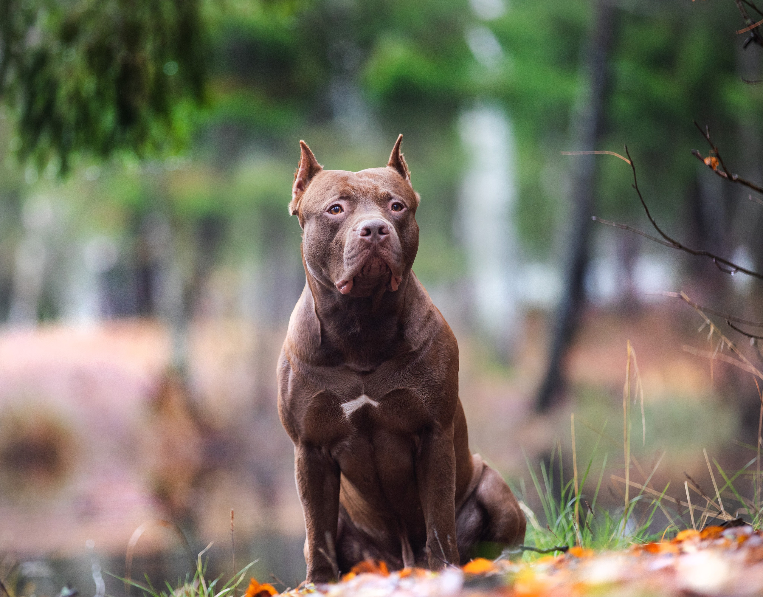 Прогулочные фотосъёмки лес, поле. Фотограф-анималист Павлова Любовь