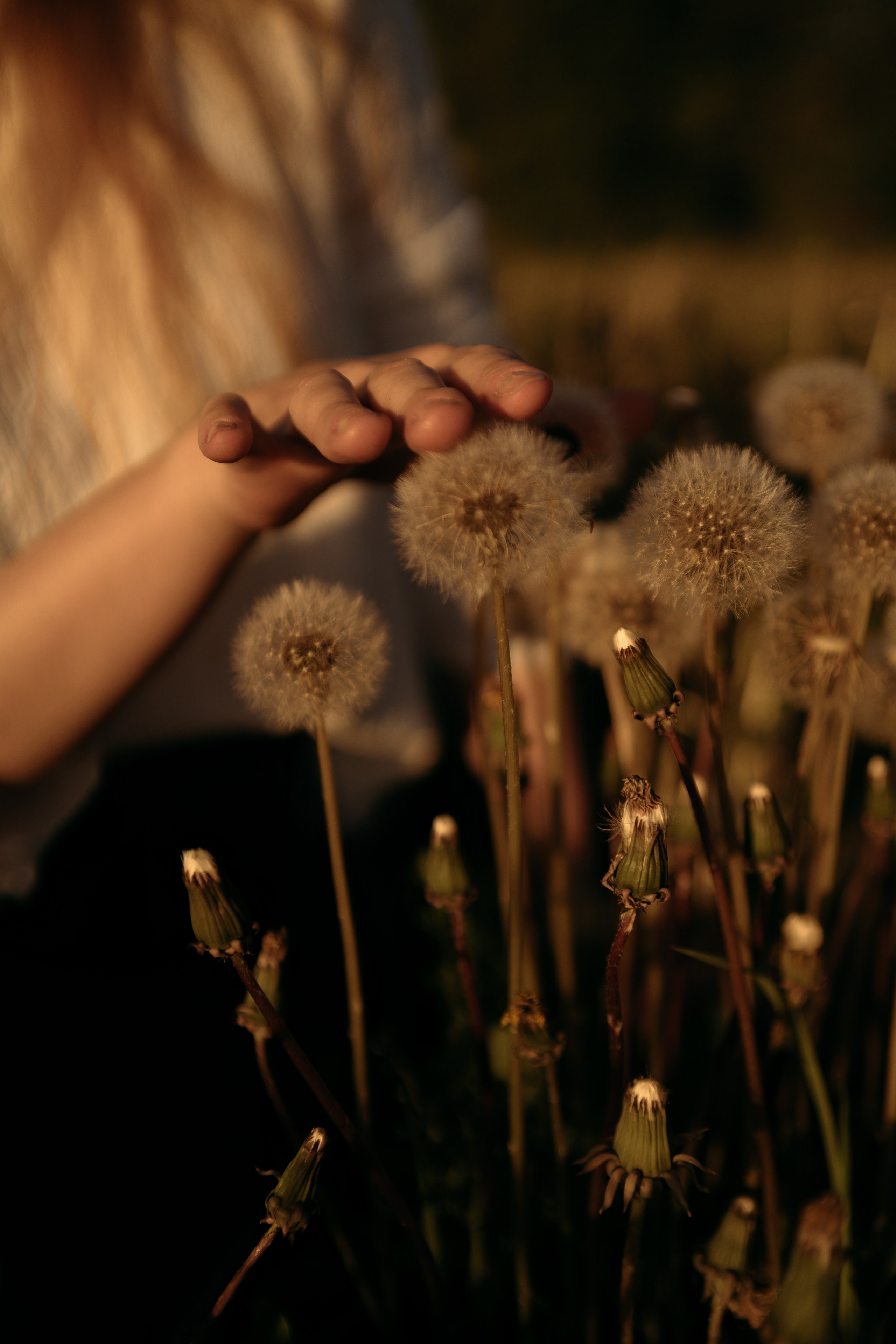 Одуванчики…. FotoTanya. Раменское/Жуковский/Бронницы