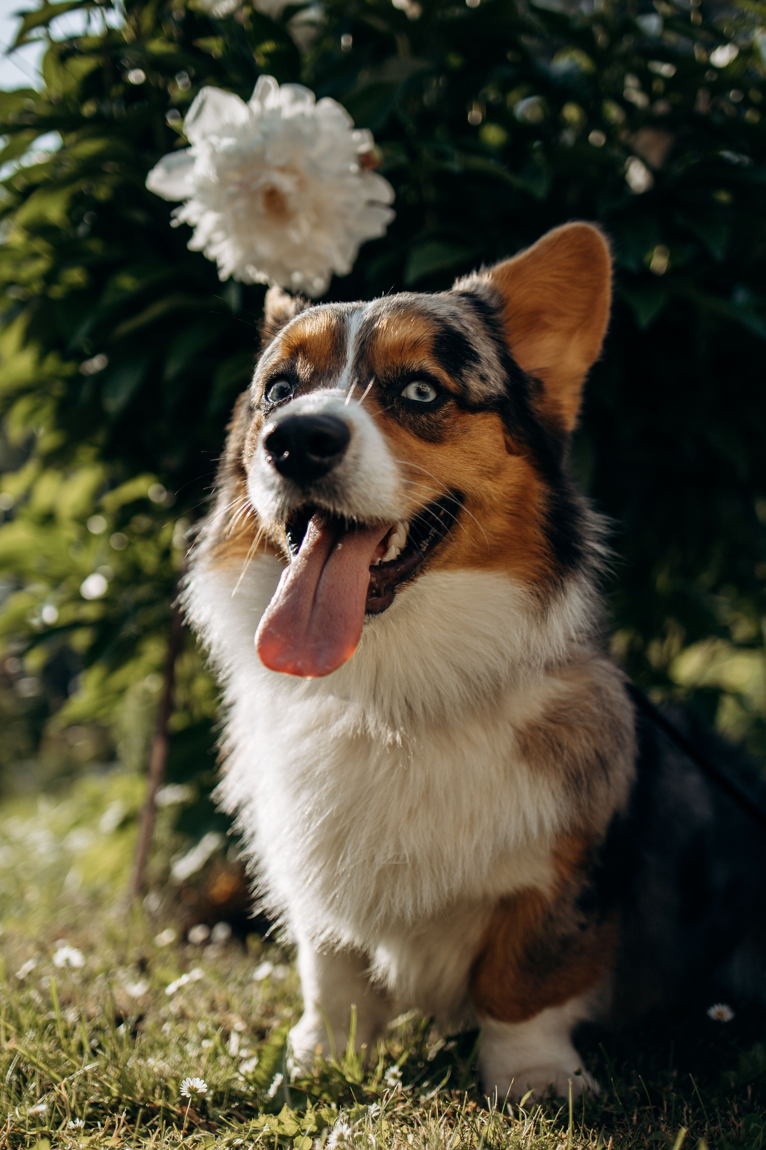 Евгения и Грей