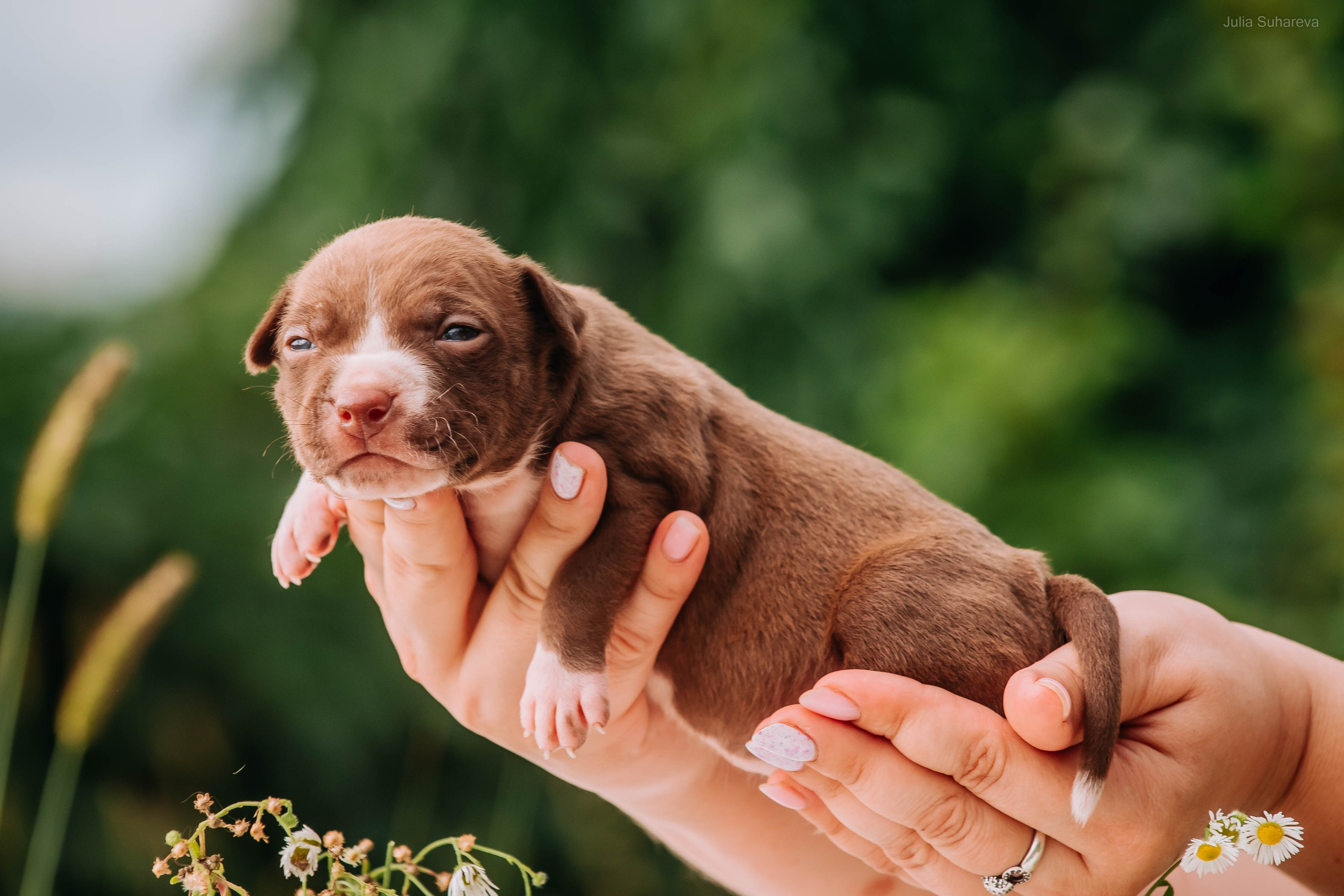 Щенки 2 недели. Главная