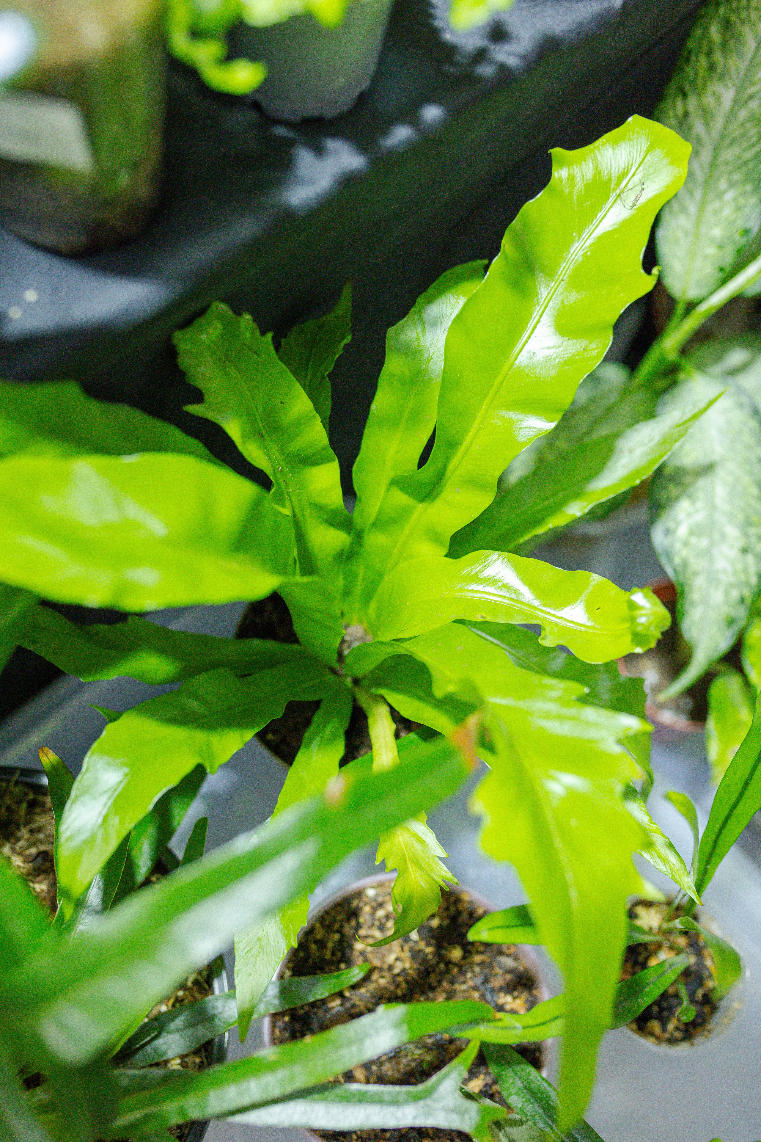 Монстериум апрель 2026. Александра Куликова фотограф, Москва