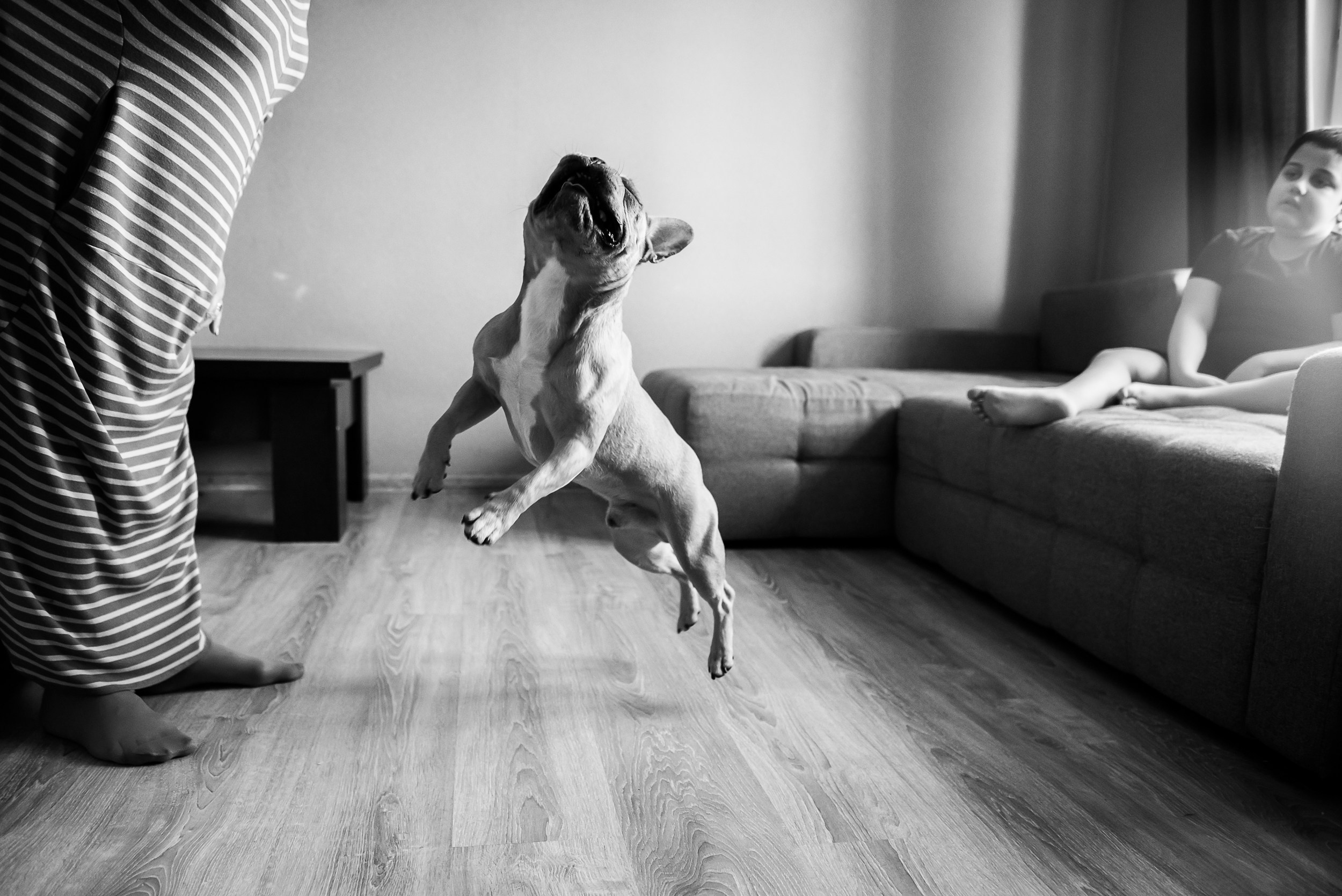 Бульдоги и компания. Семейный Фотограф в Москве Ирина Хохлова